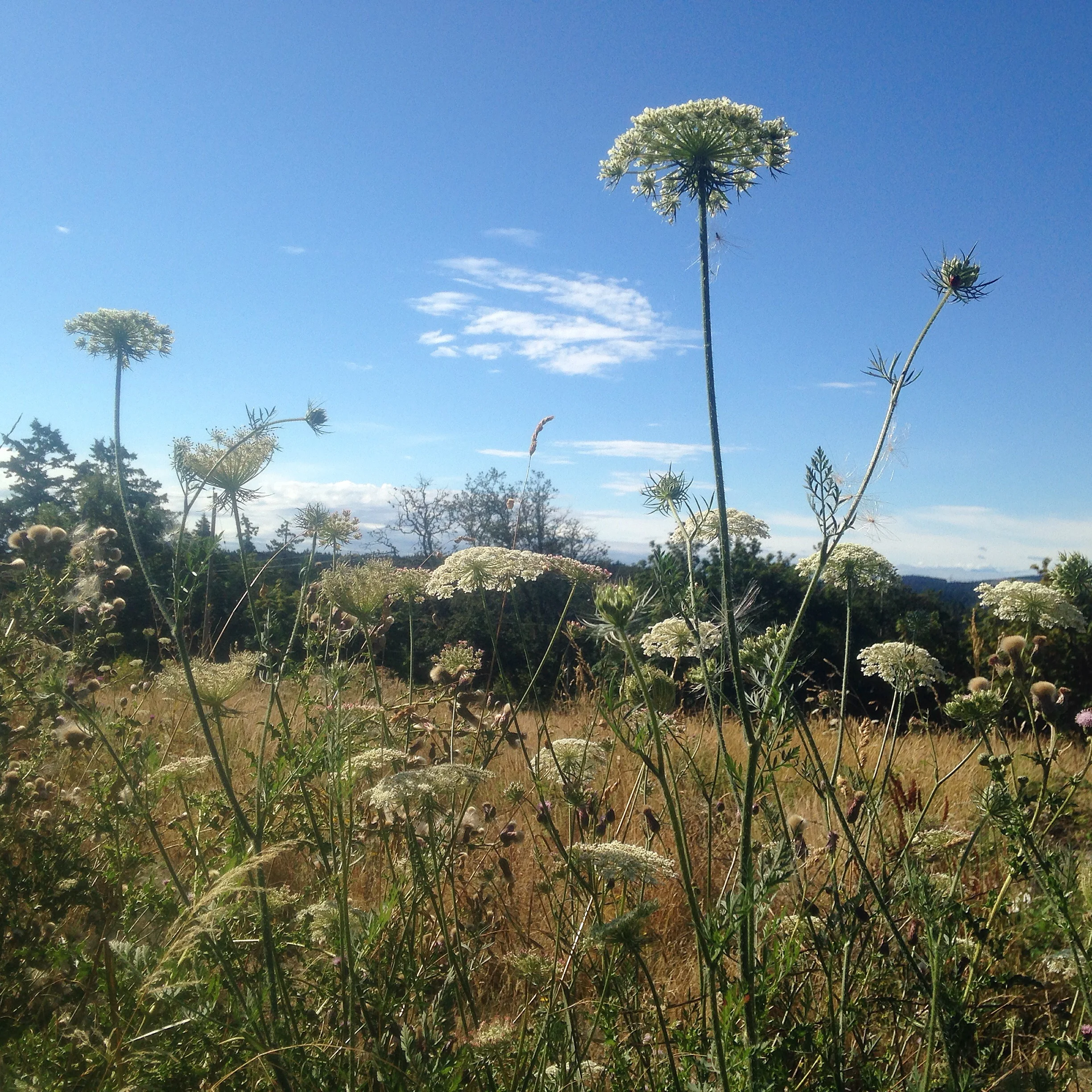 wild carrot .jpg