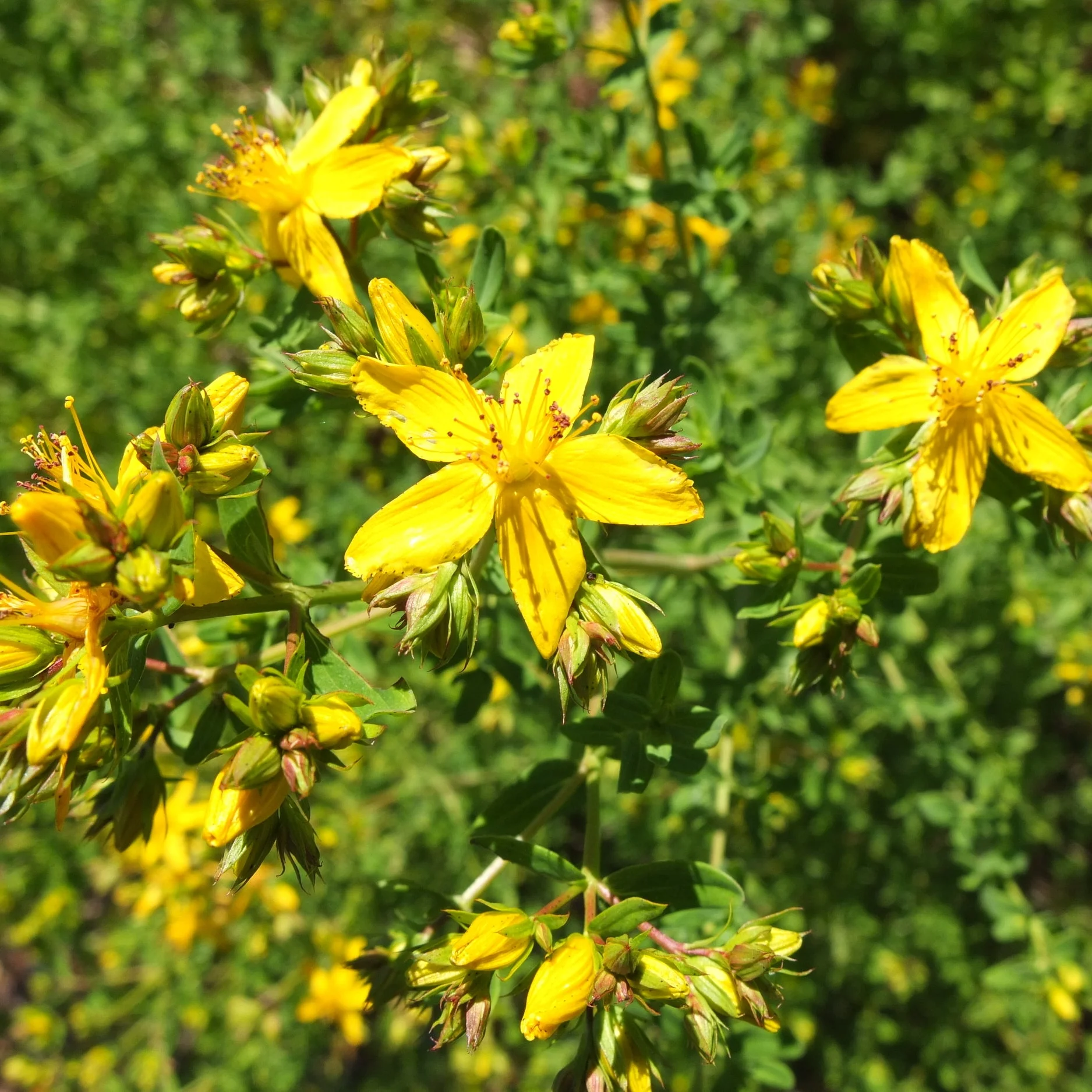 Solstice Ceremony with St. John's Wort