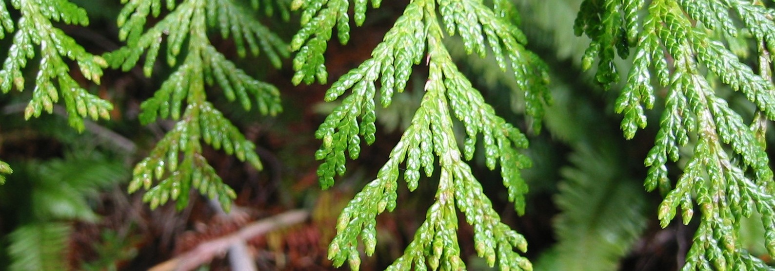 Thuja_plicata_7484.jpg