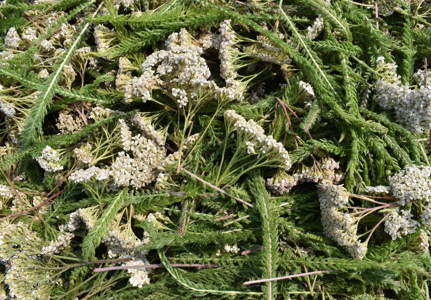yarrow+wild+harvested.jpg