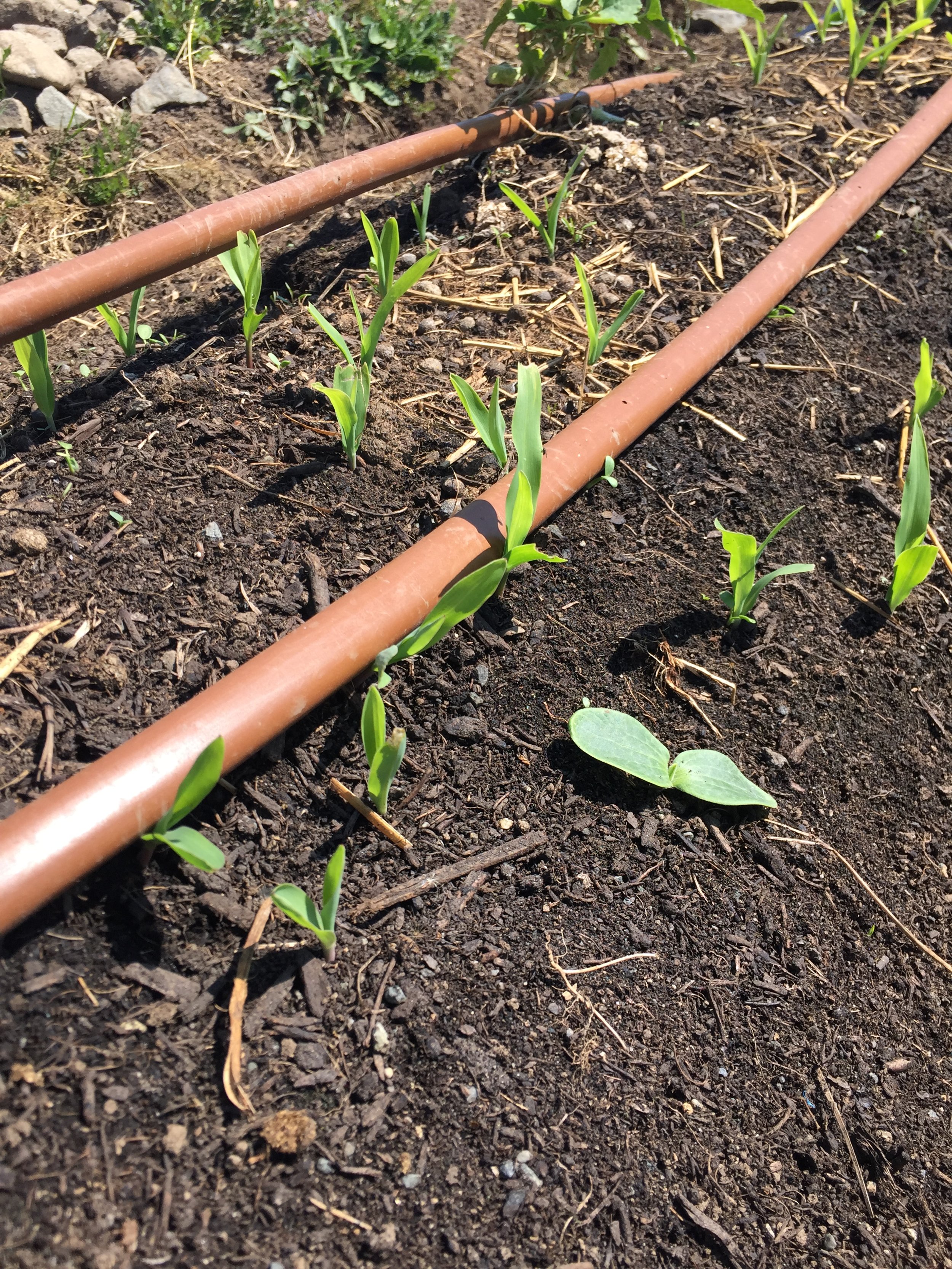 Sandown baby corn.JPG