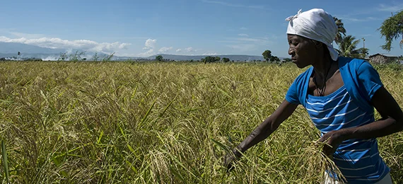 Rice Harvest, partner: OAD