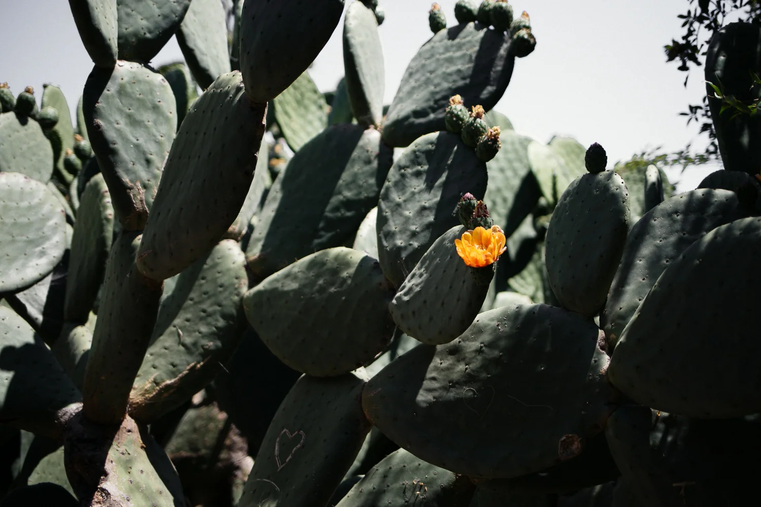 Big_Sur_California_Coast_Cactus-1.jpg