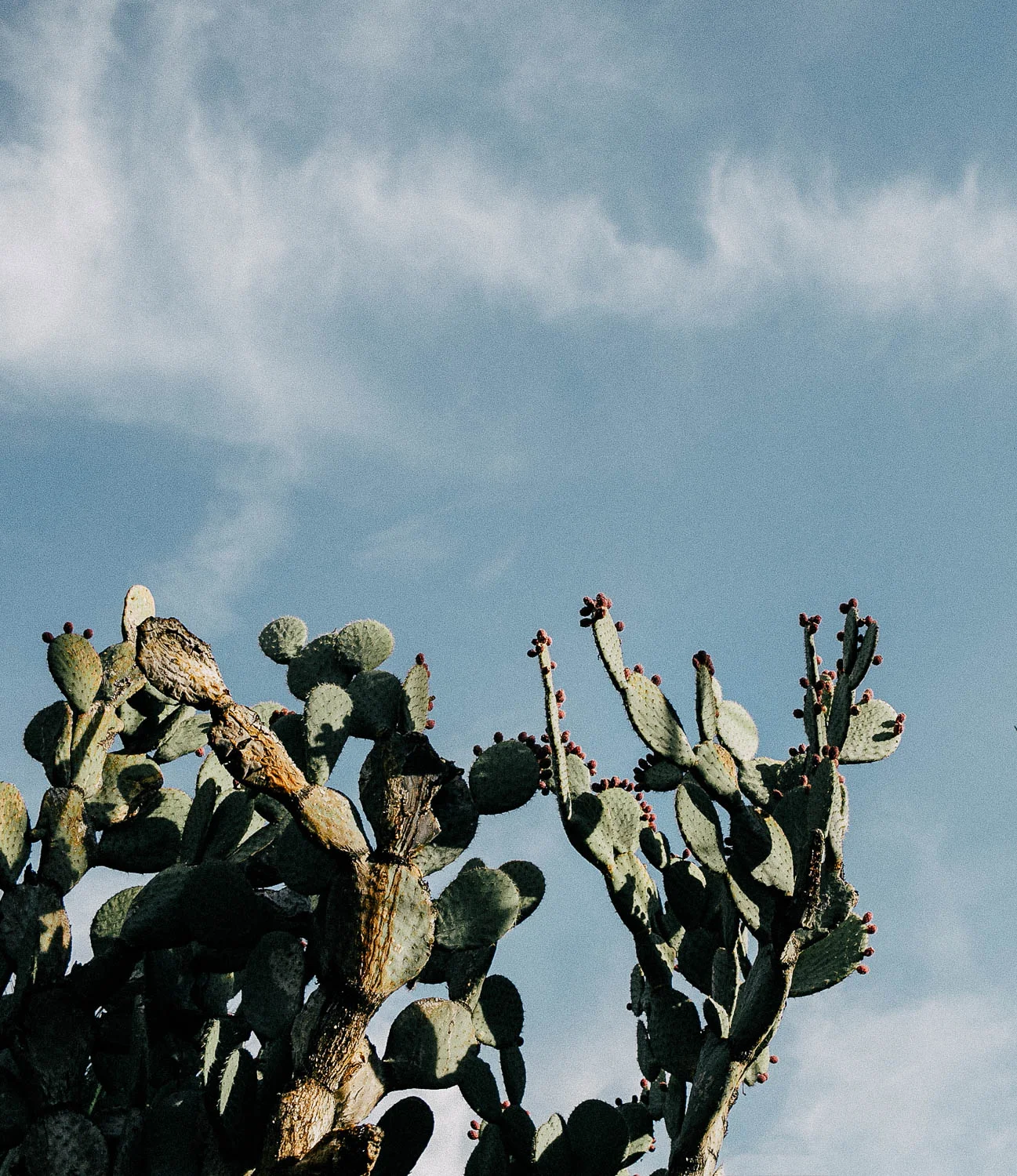 Joshua_Tree_Cactus_in_Sky.jpg