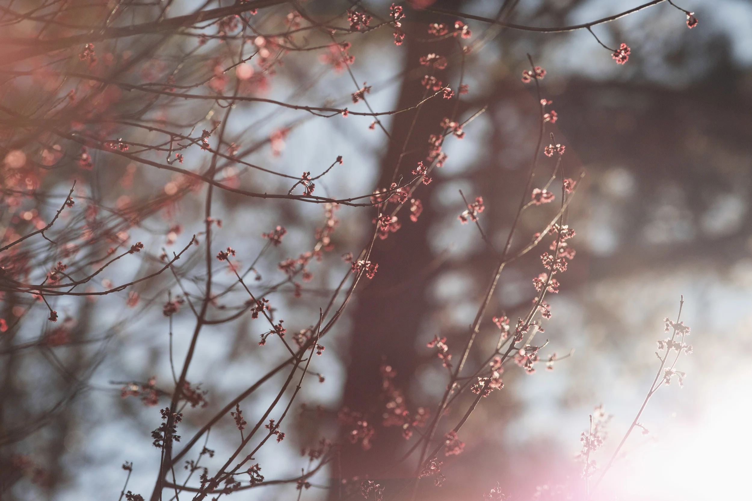 Spring came to Atlanta and I couldn't stop shooting it.