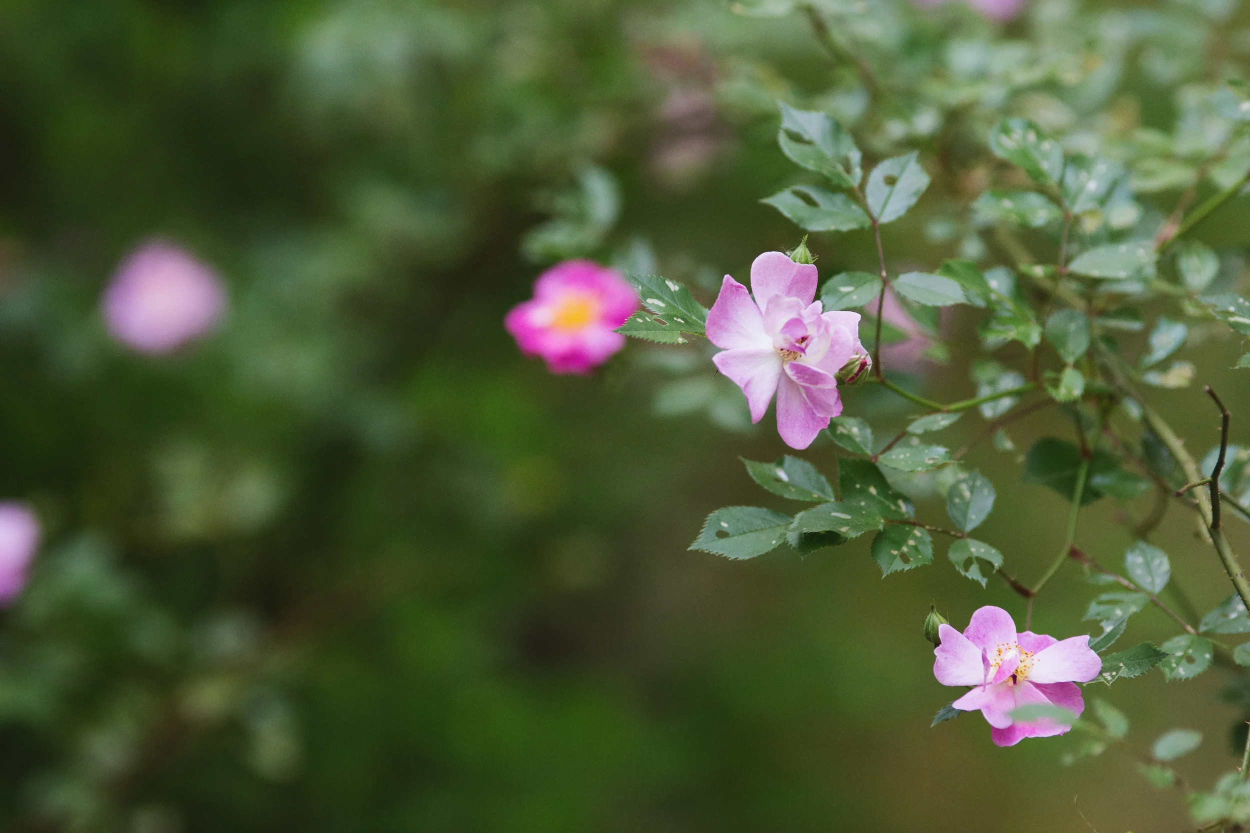 Springtime Roses.
