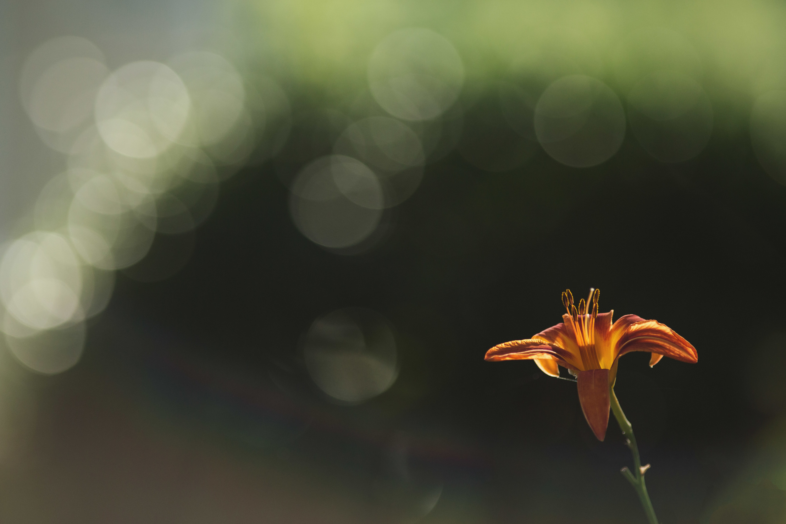 I always have the hardest time capturing lilies so was thrilled to finally get one I liked!