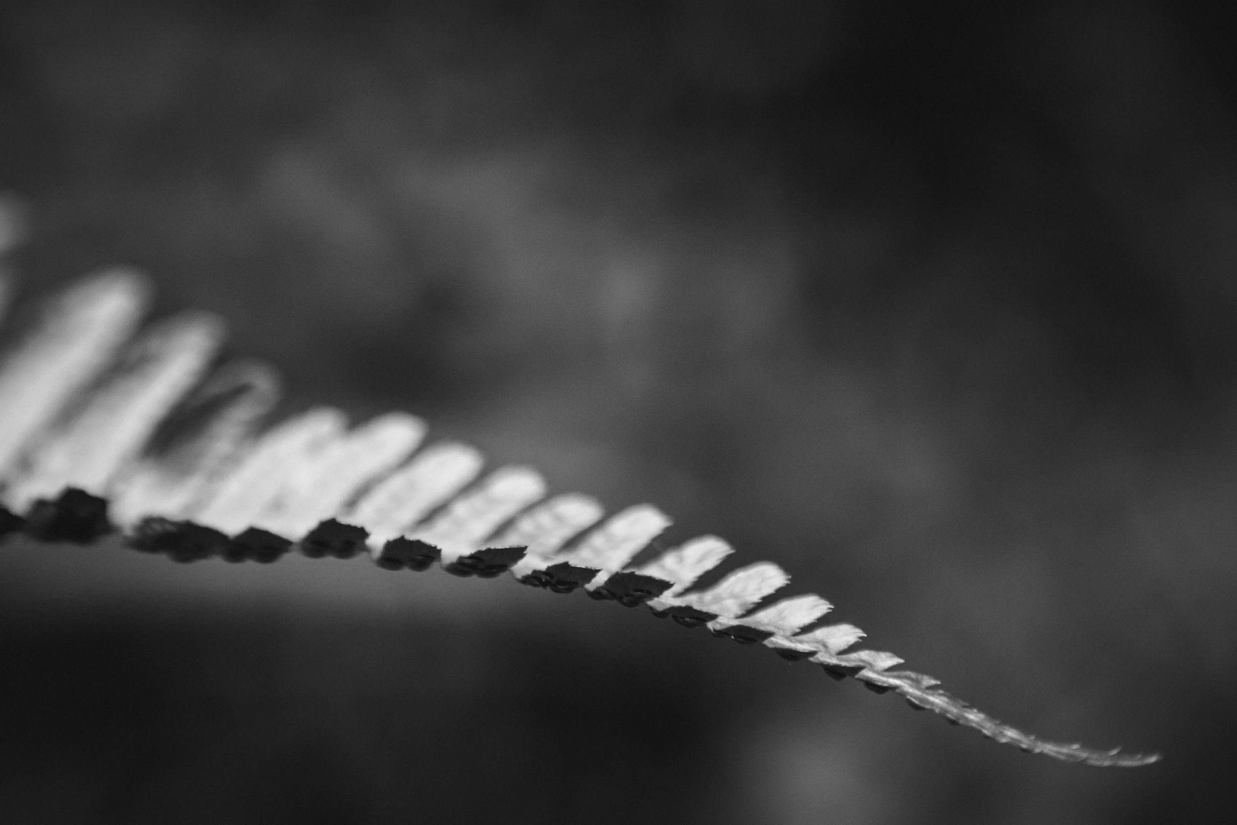 Ferns are one of my favorite plants to photograph. I love their repetition and curves.