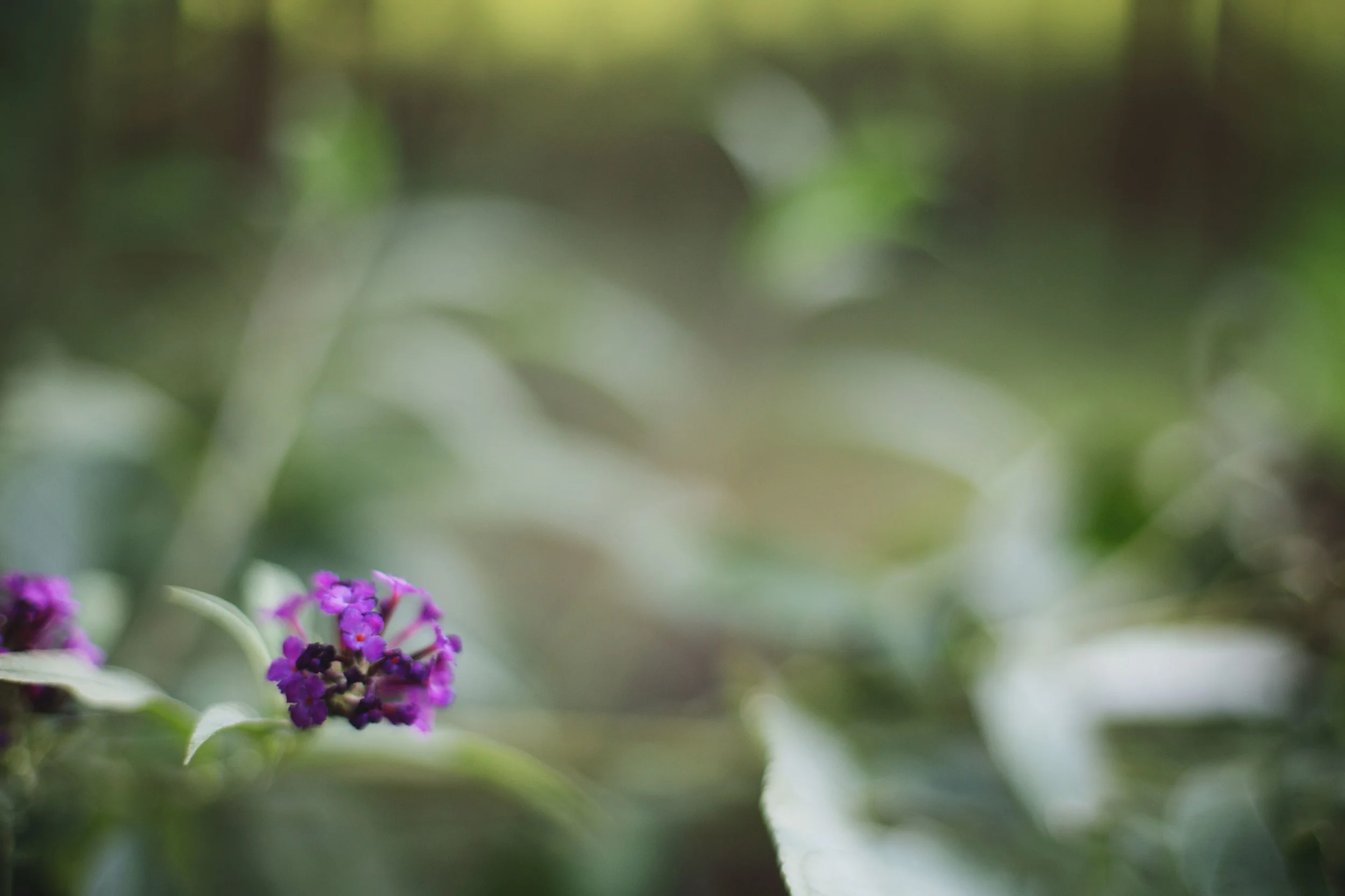 I finally tried freelensing and definitely see what the fuss is about! More experiments to come. 