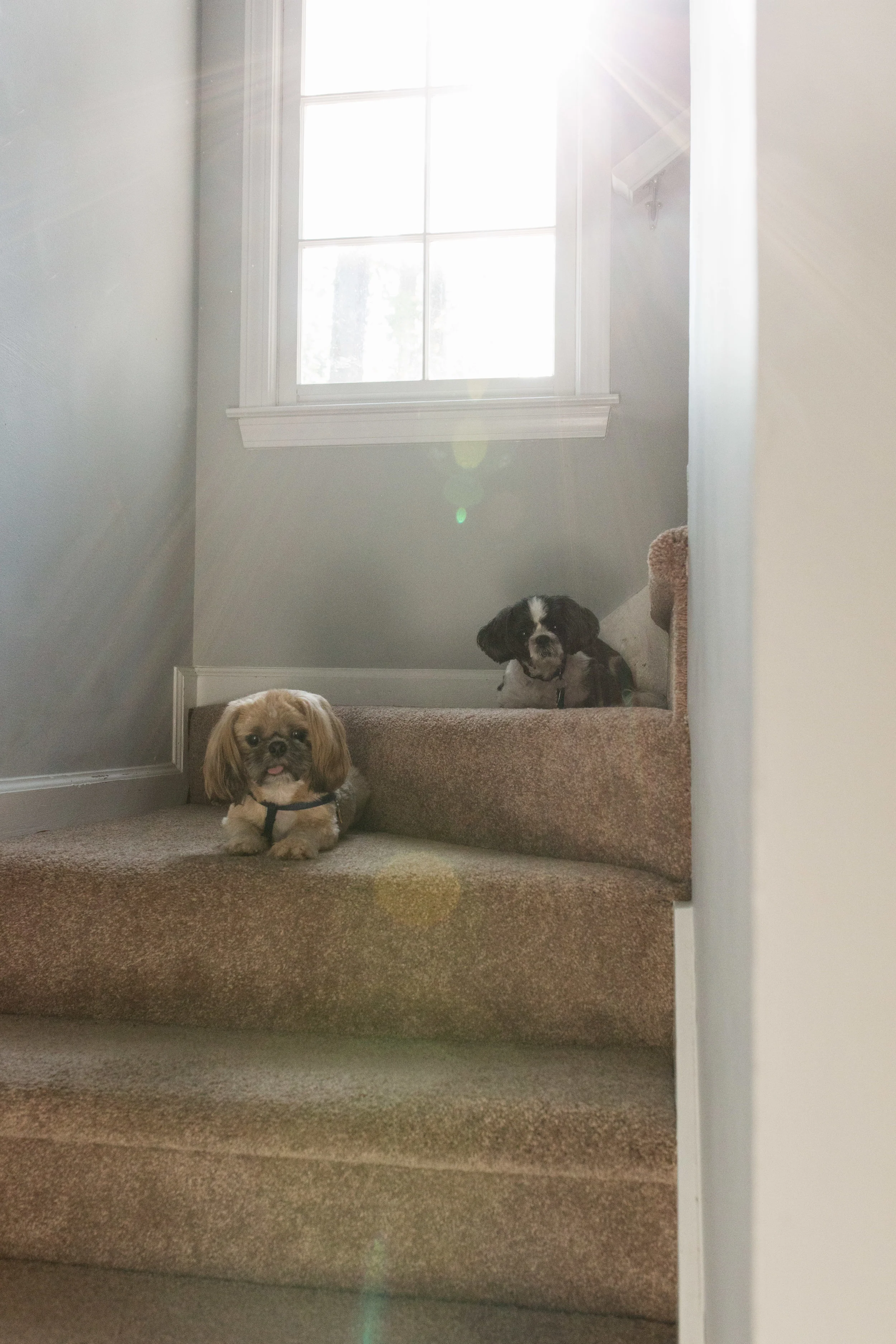 These two in good light!!