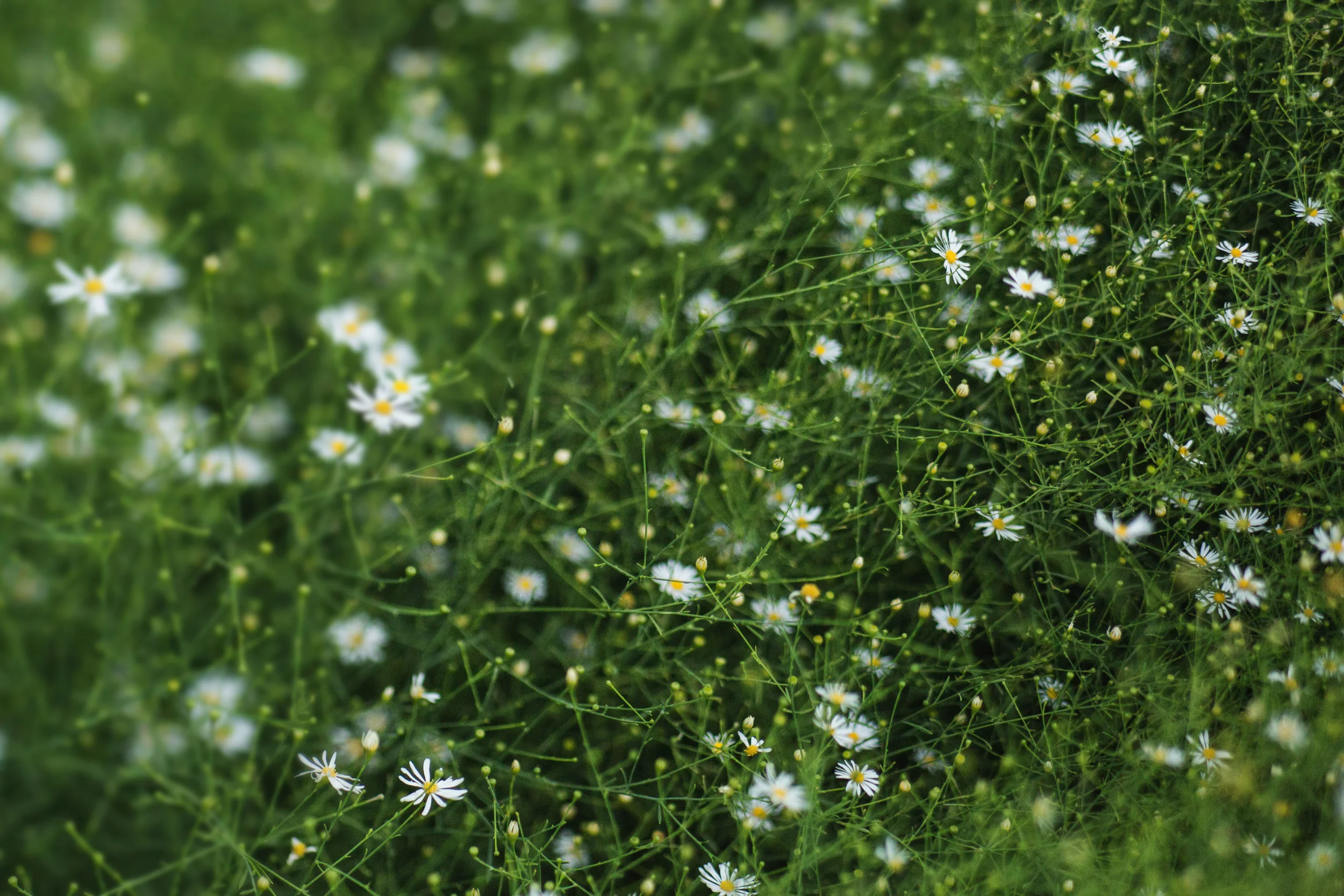 My lensbaby, the botanical garden and the lovely Stephanie for company made for a great evening!