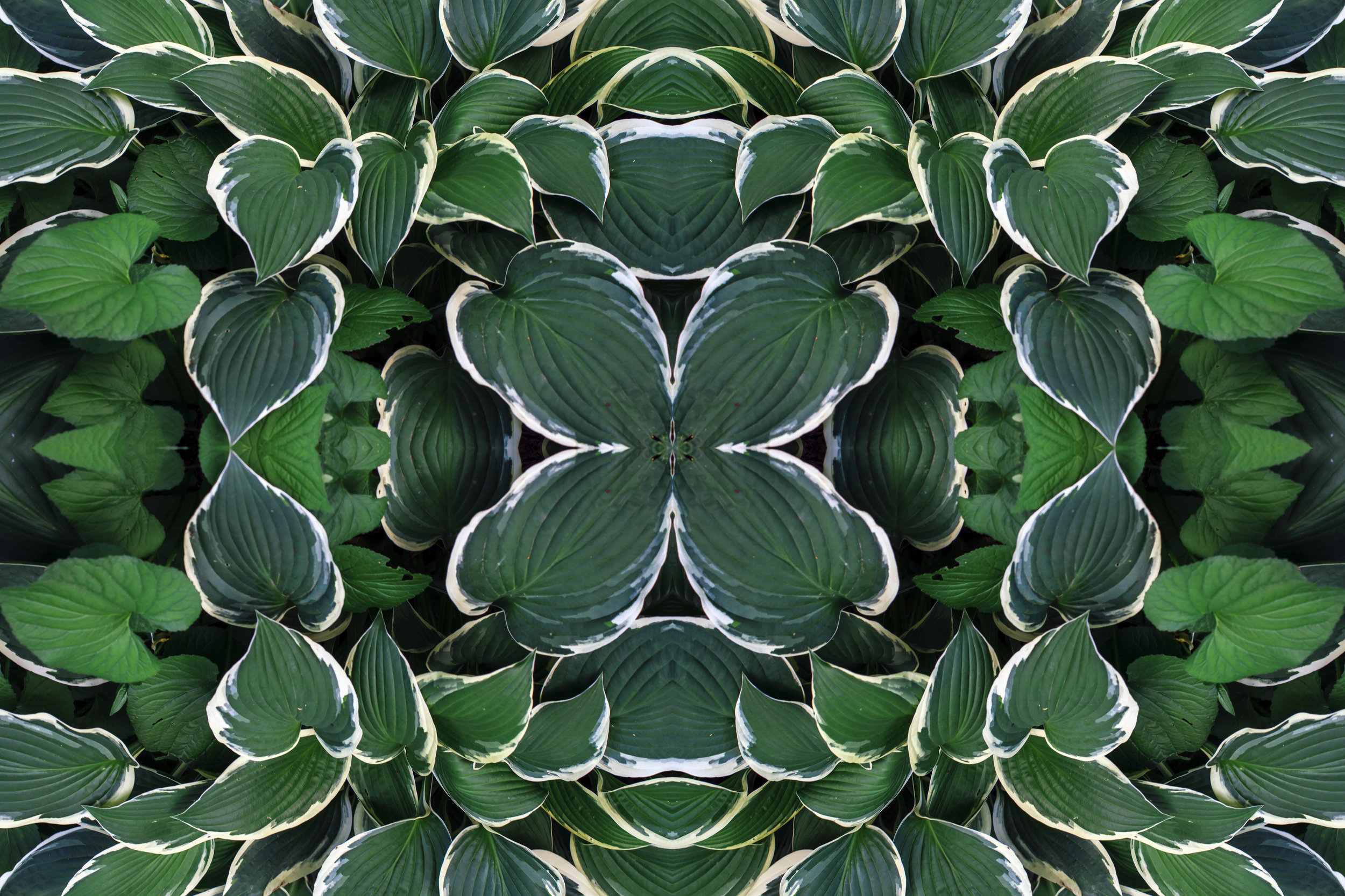 peace lily.jpg