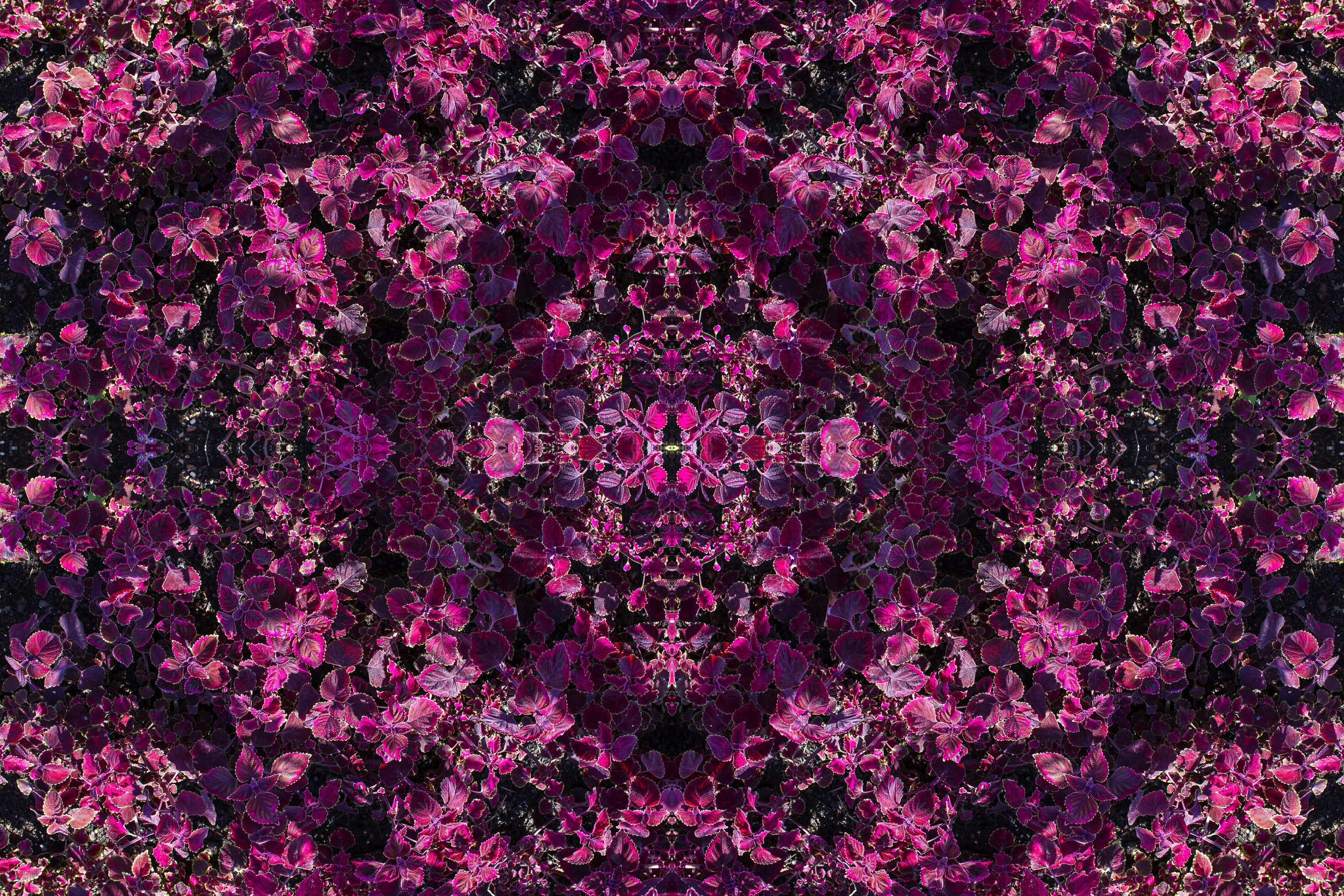purple pink arbor tess.jpg