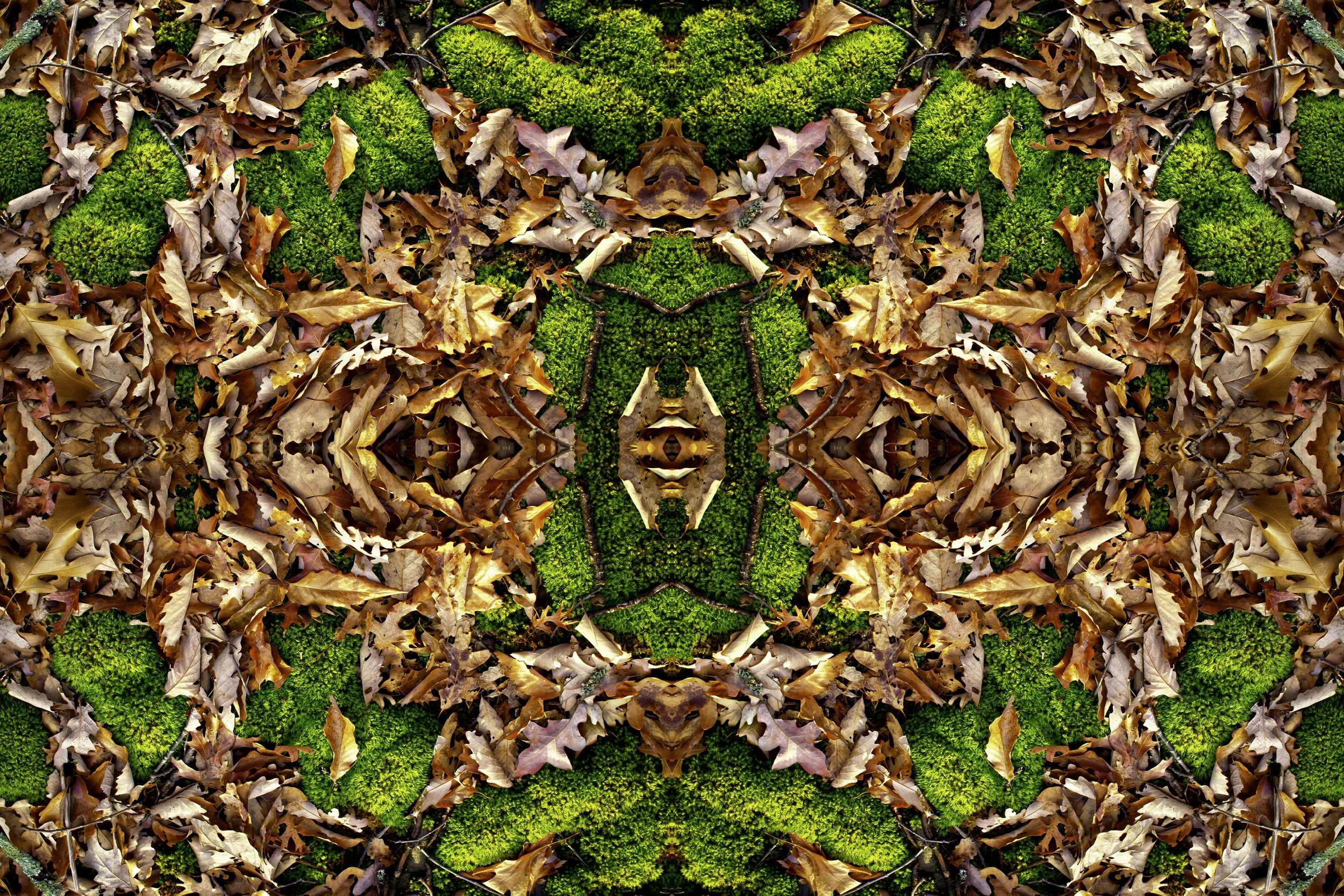 OAK MOSS.jpg