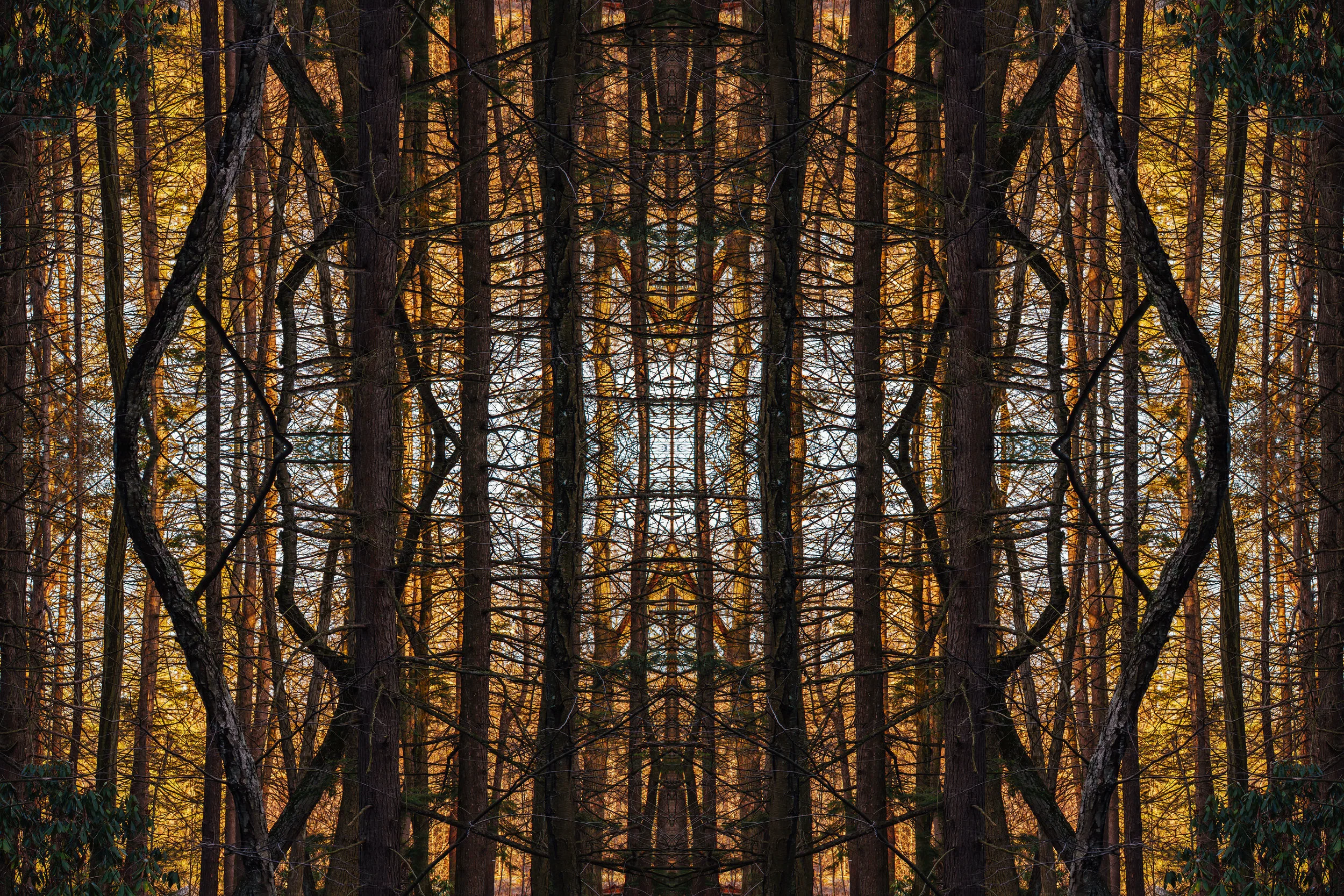 lit wood nay aug.jpg
