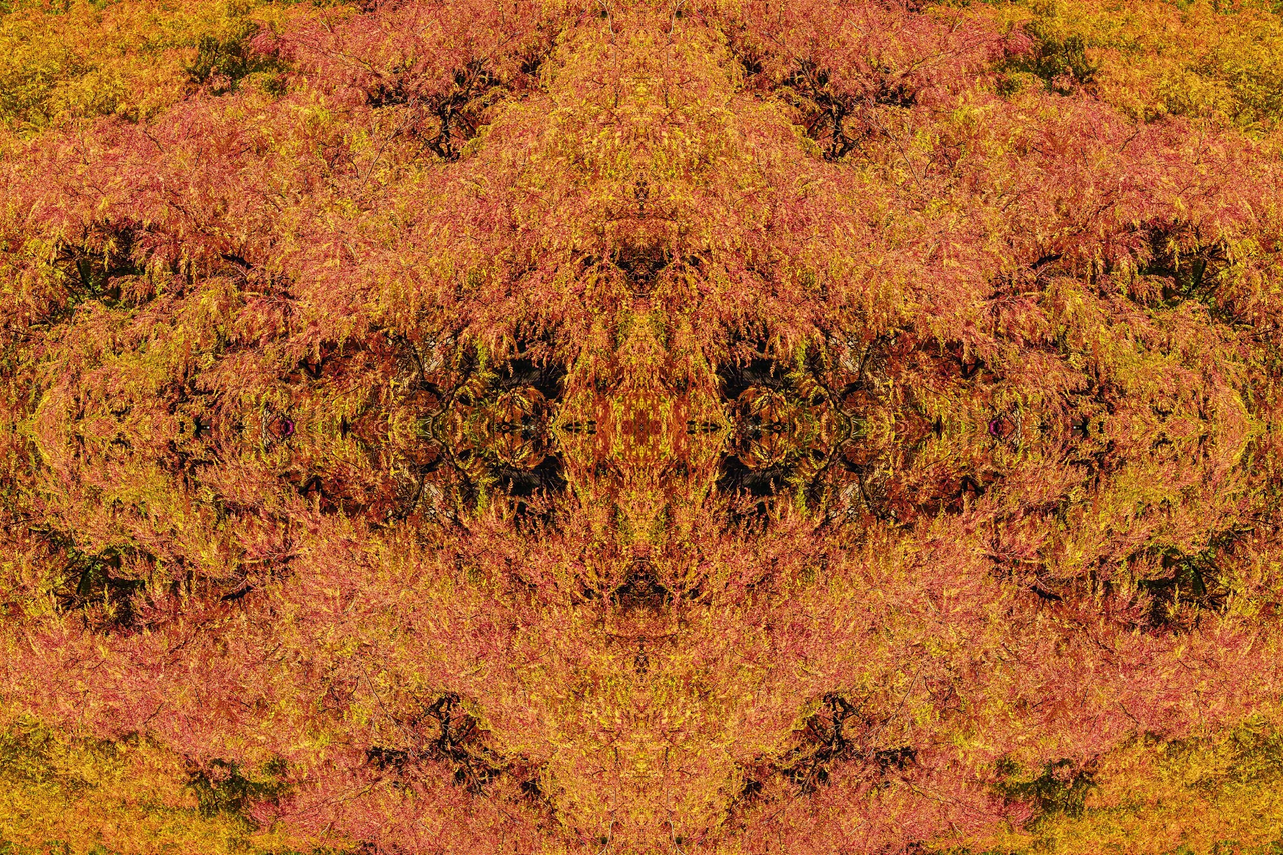 yellow pink leaf.jpg