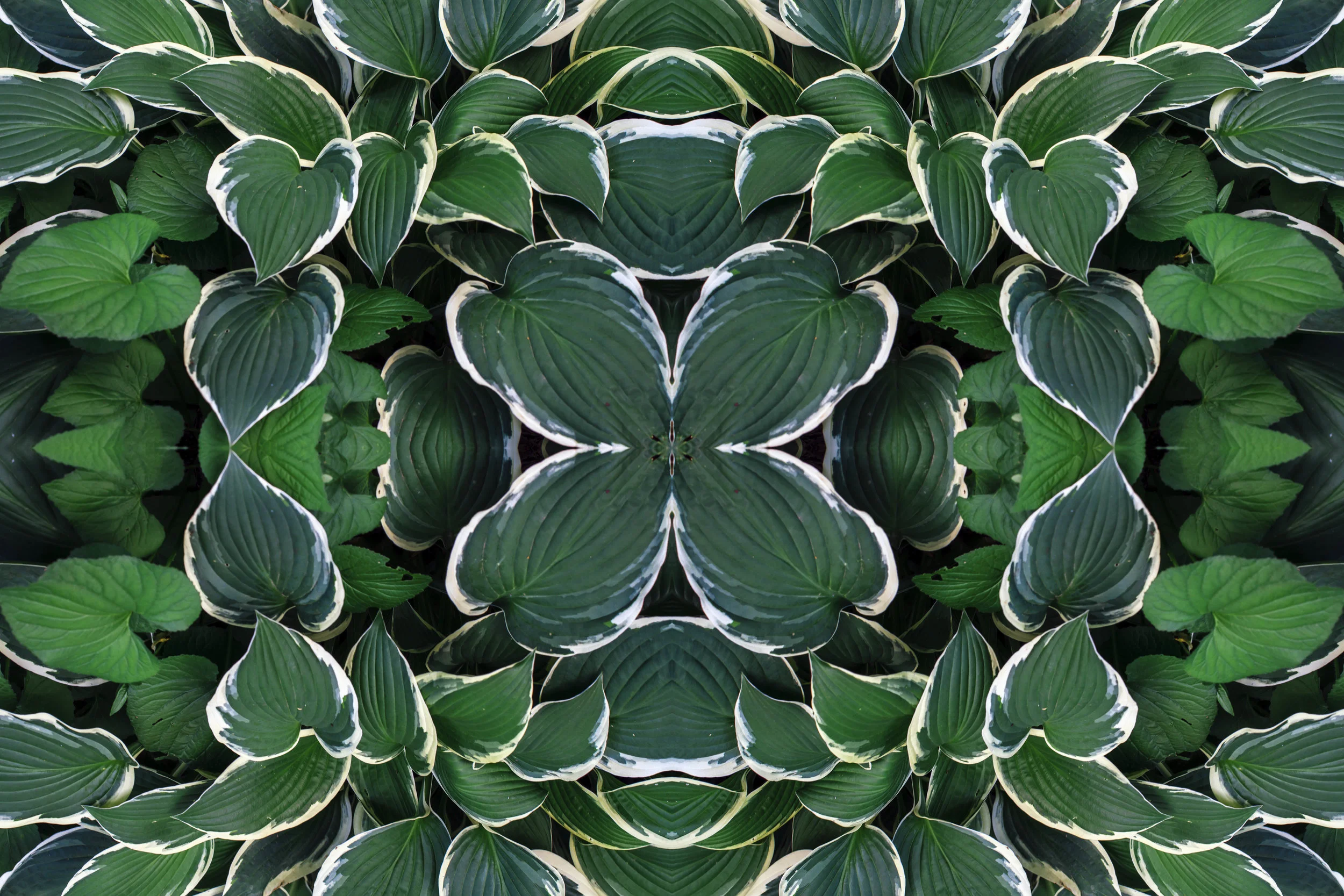 peace lily.jpg