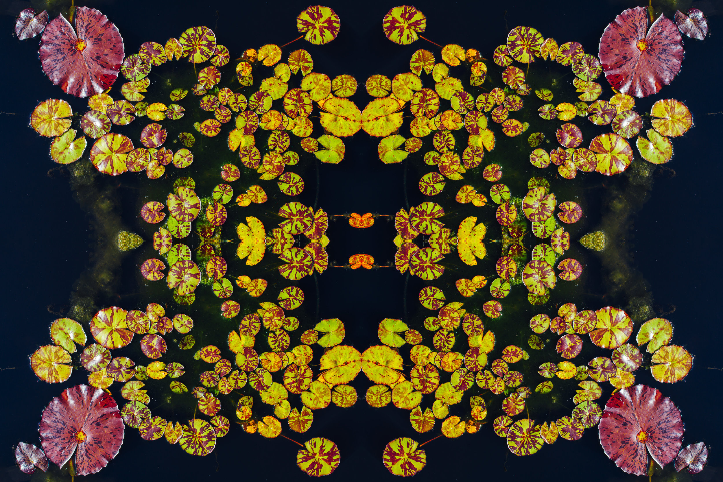 yellow red lily.jpg