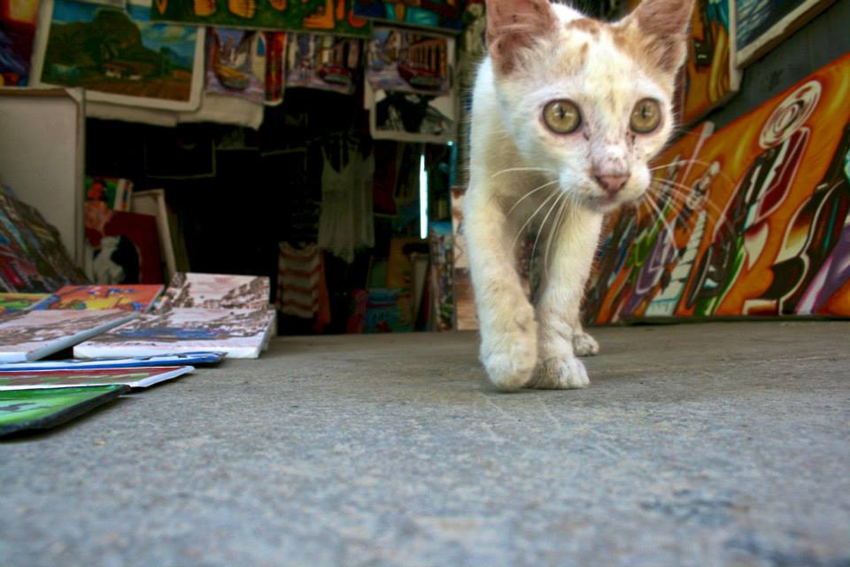 Art gallery kitty