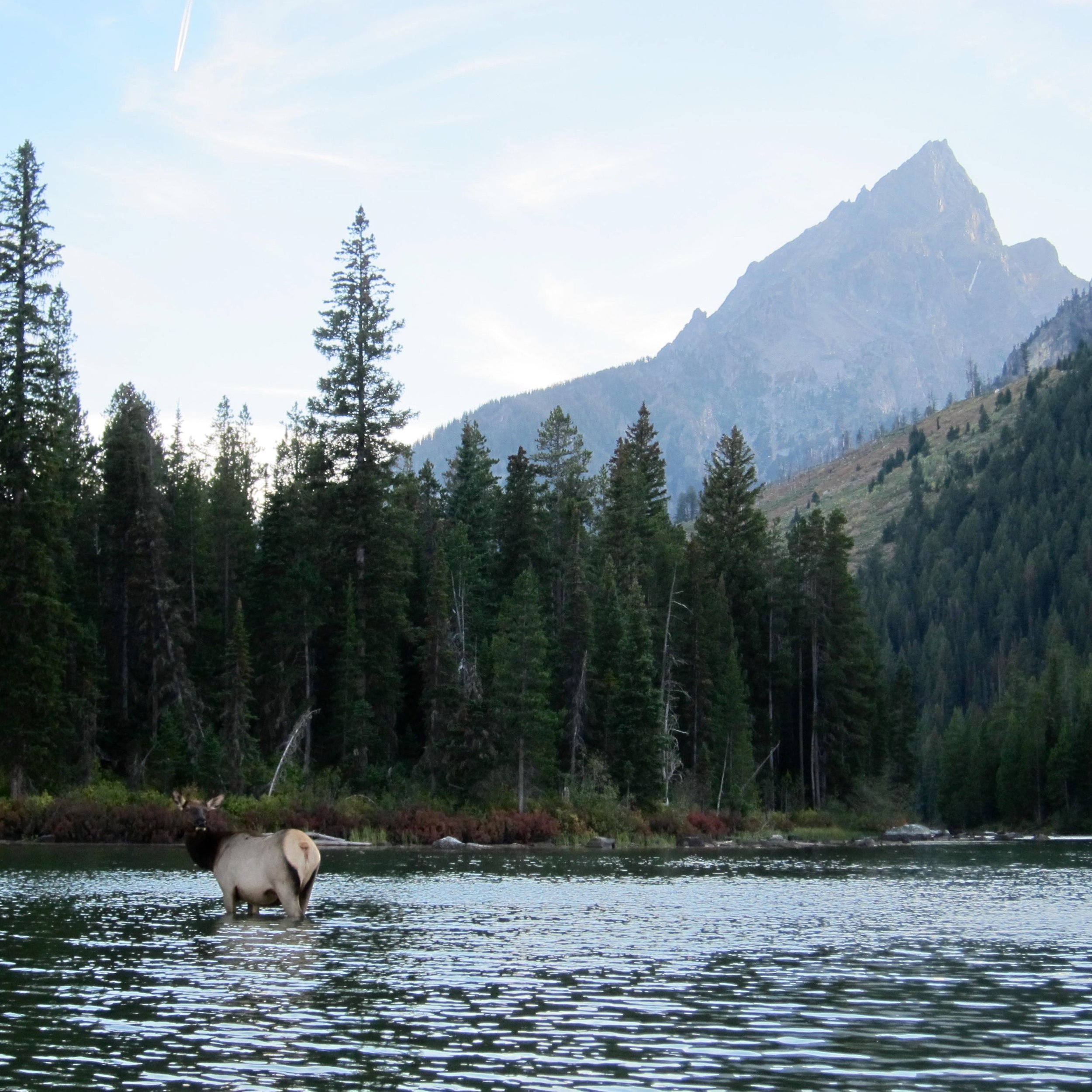 Our paddle back took us right past a group of elk that were just hanging out in the river.