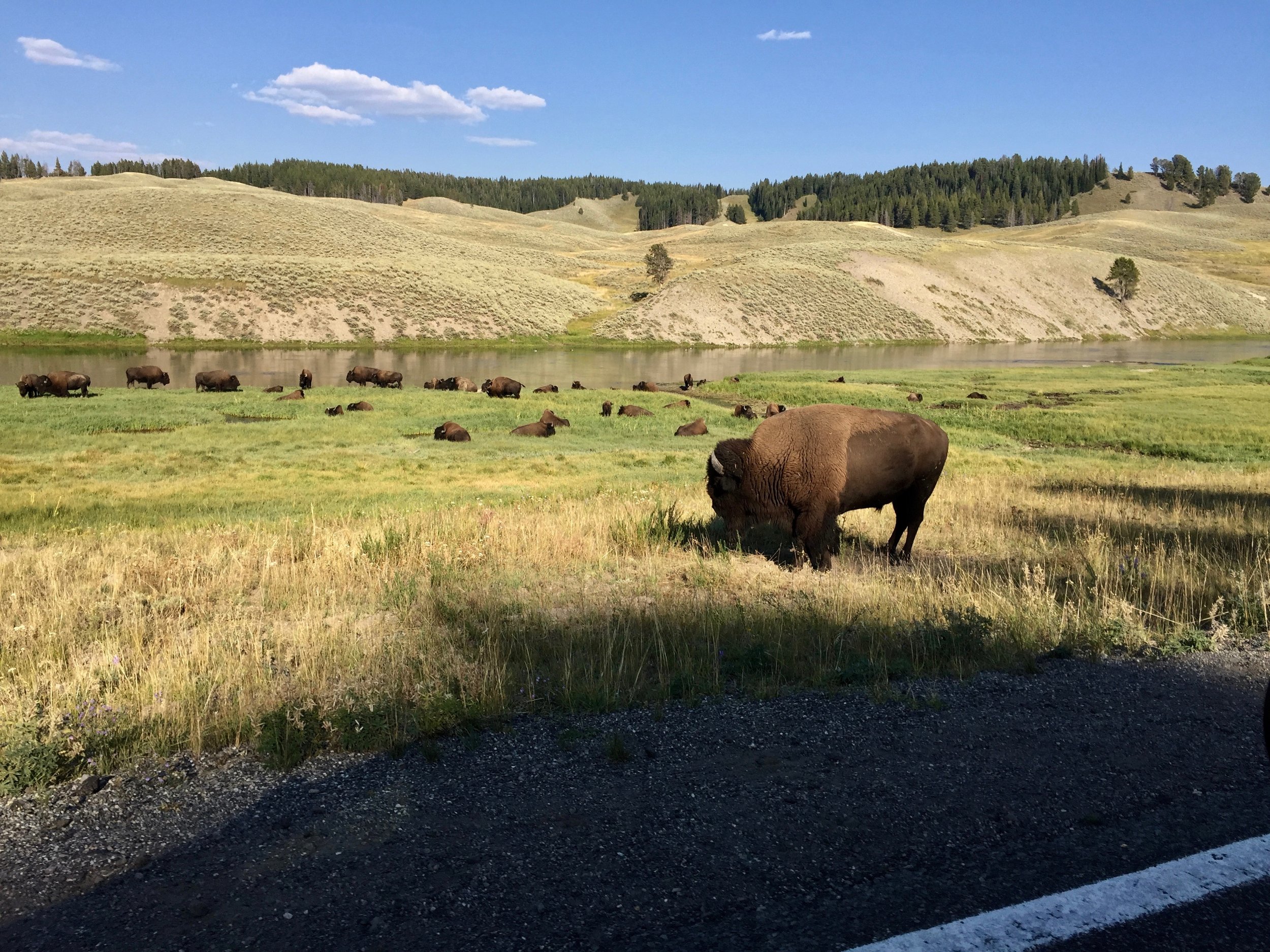 Visiting Yellowstone. The wildlife hangs out right on the side of the road!