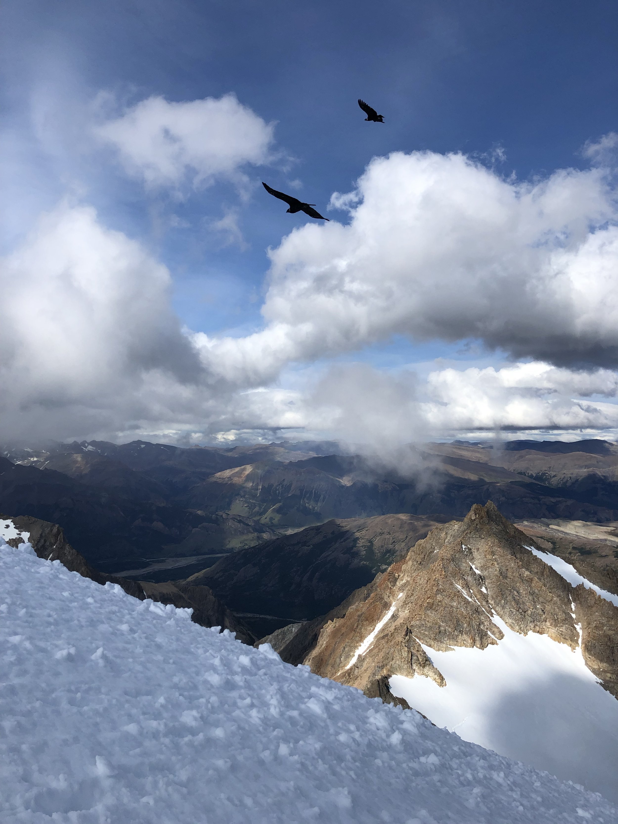 Andean Condors scoping out their lunch