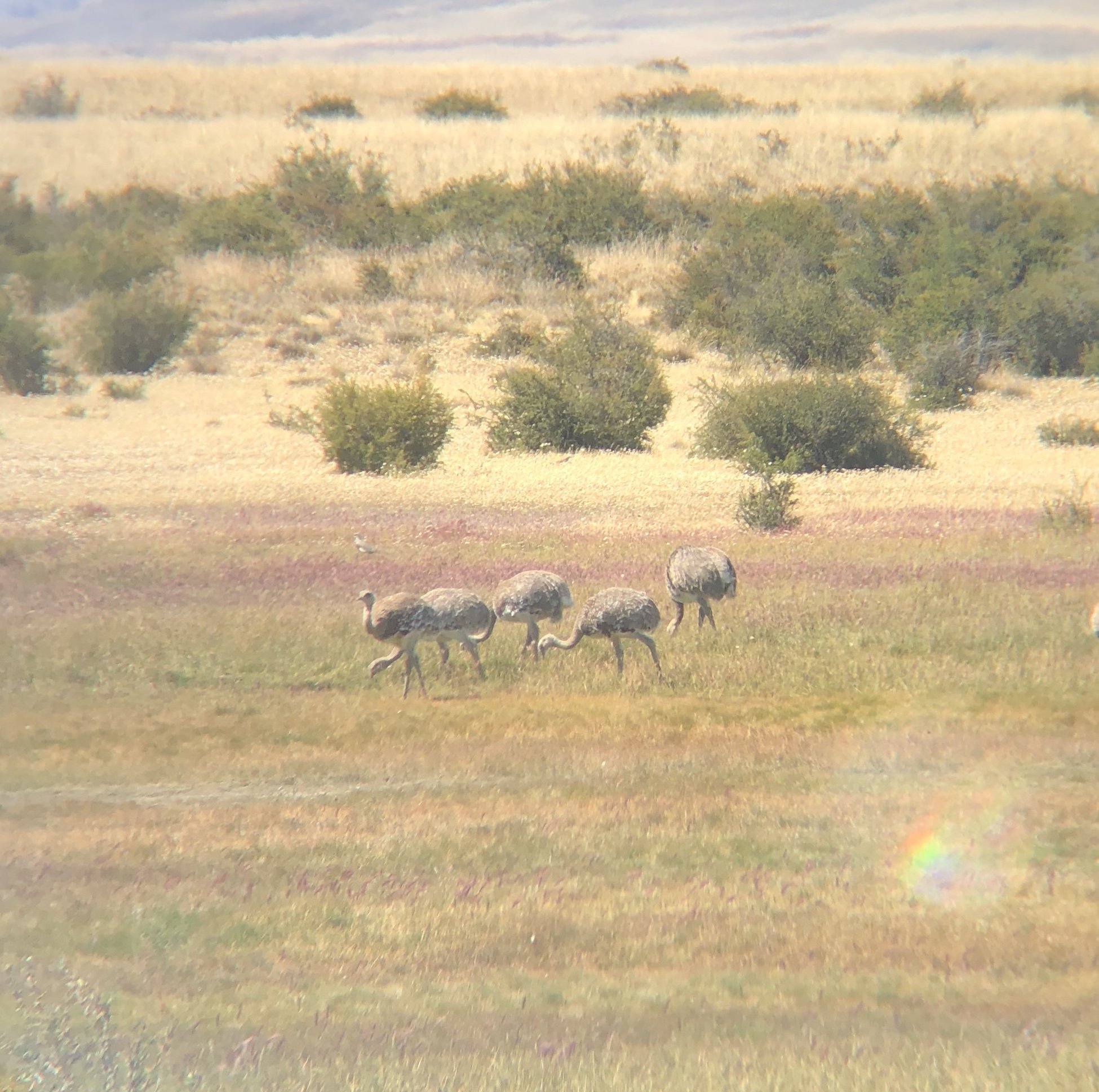 Lesser Rhea, a massive flightless bird