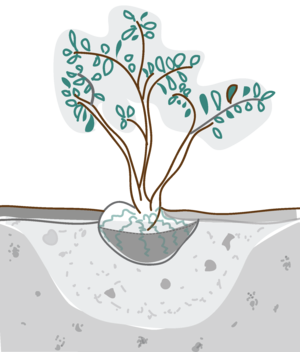 tree planting.png