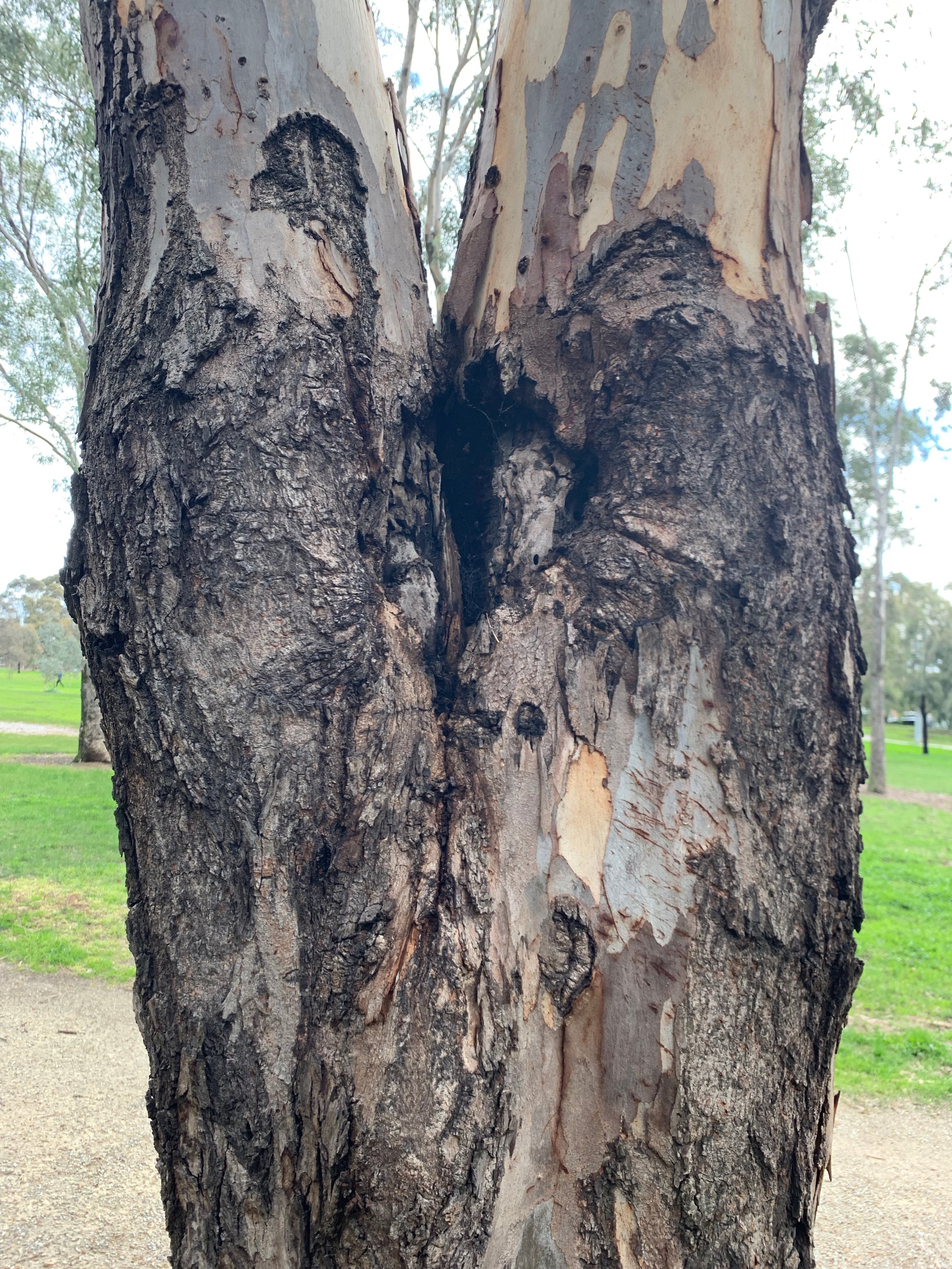 Co-dominant trunk 