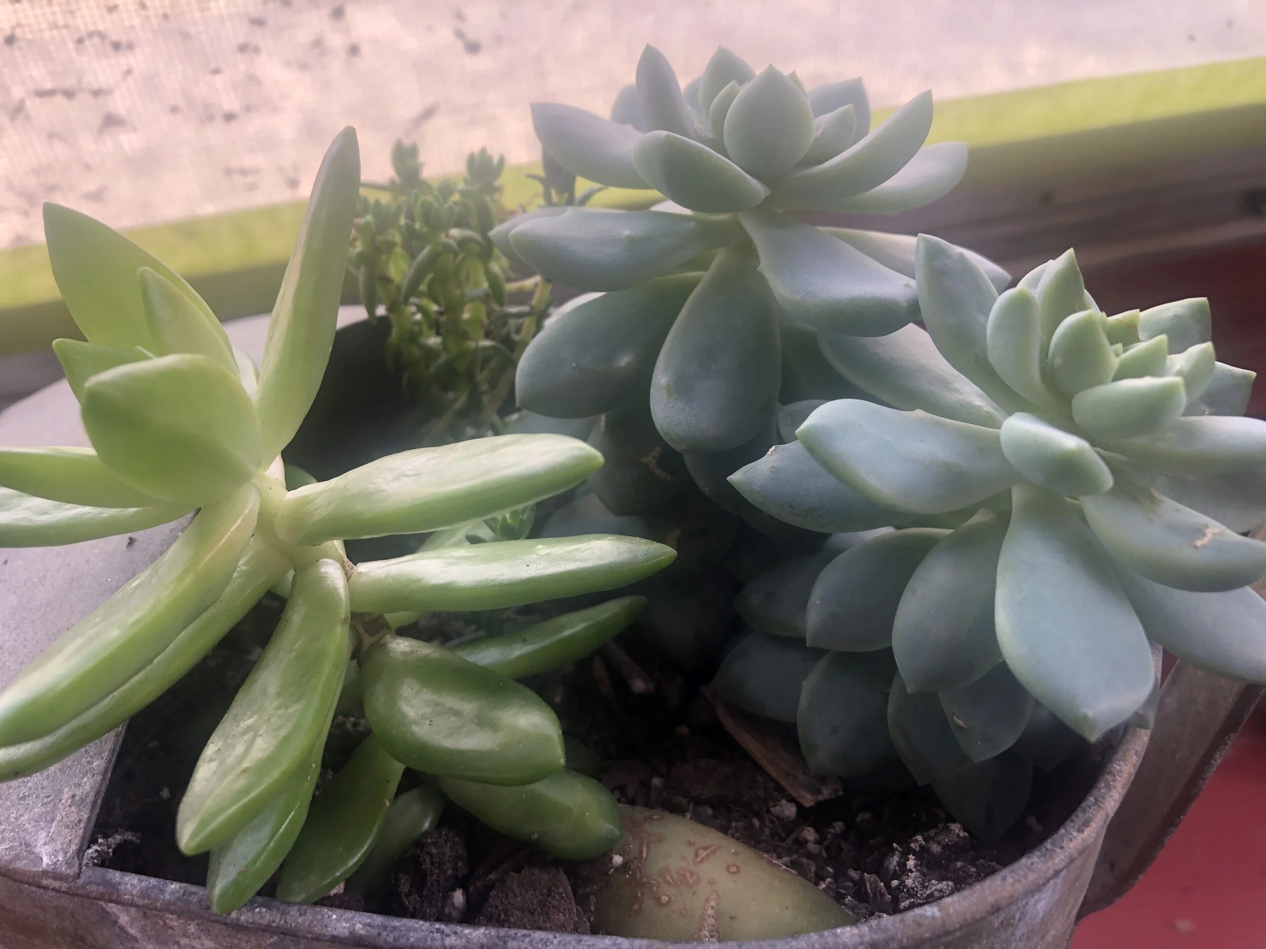YME Succulent Sale!