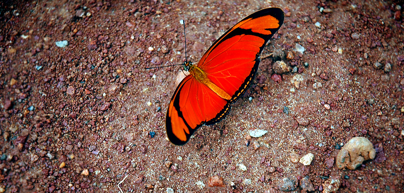 Butterfly in Brazil