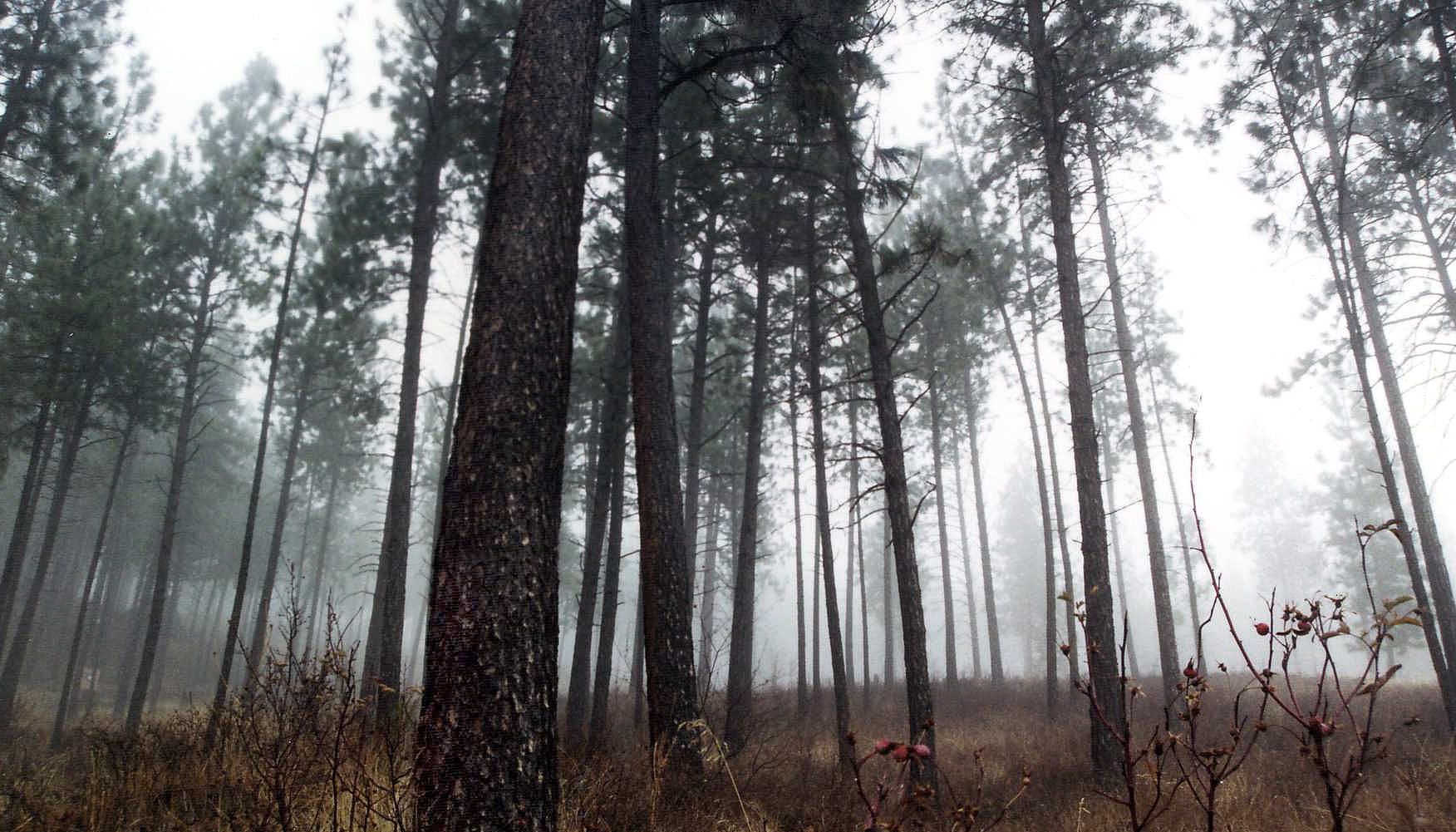 A Walk in the Fog