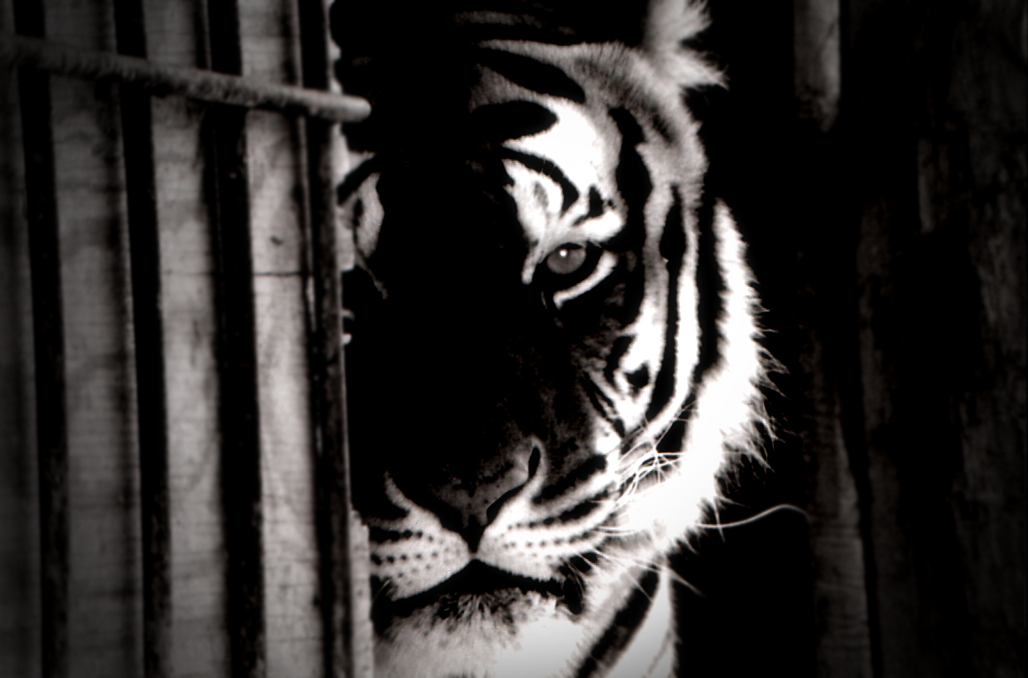 Tiger Eye