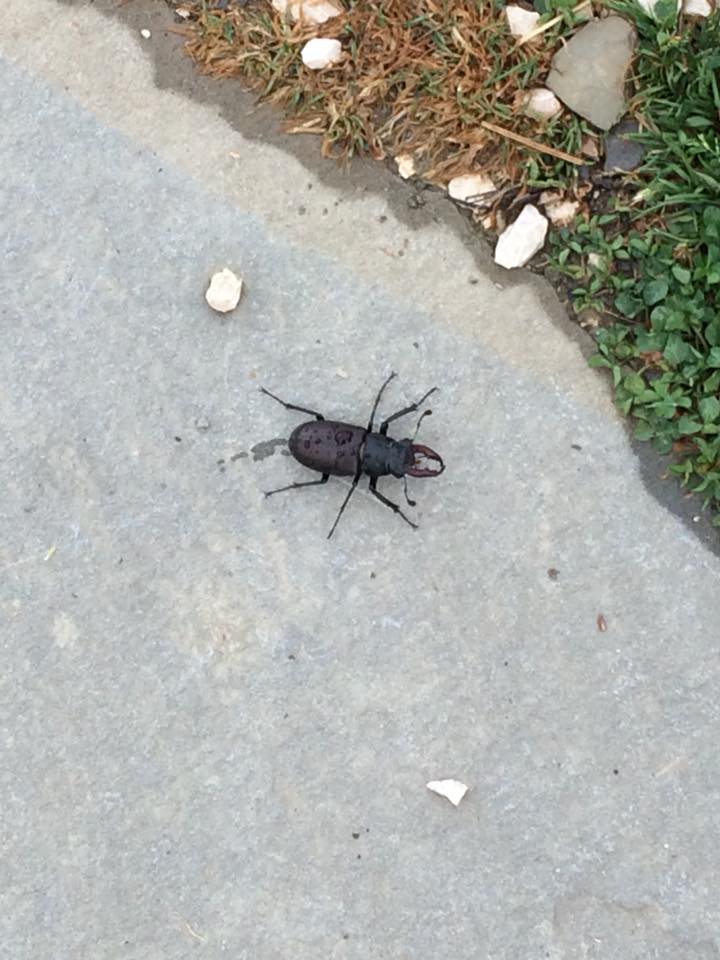  A stag beetle I came across at the agriturismo 