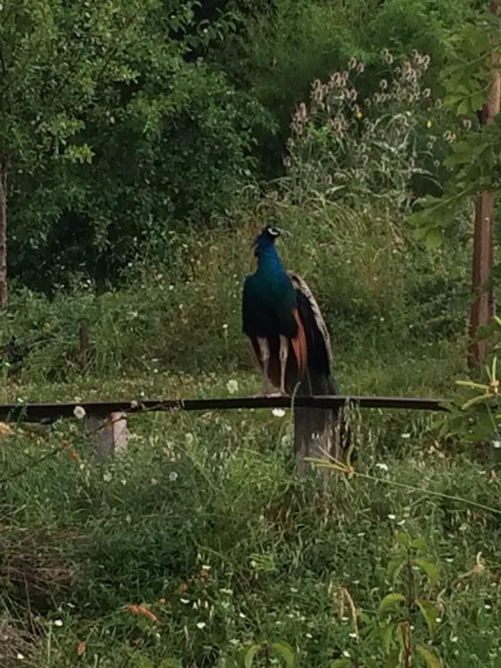  A peacock at the agriturismo 