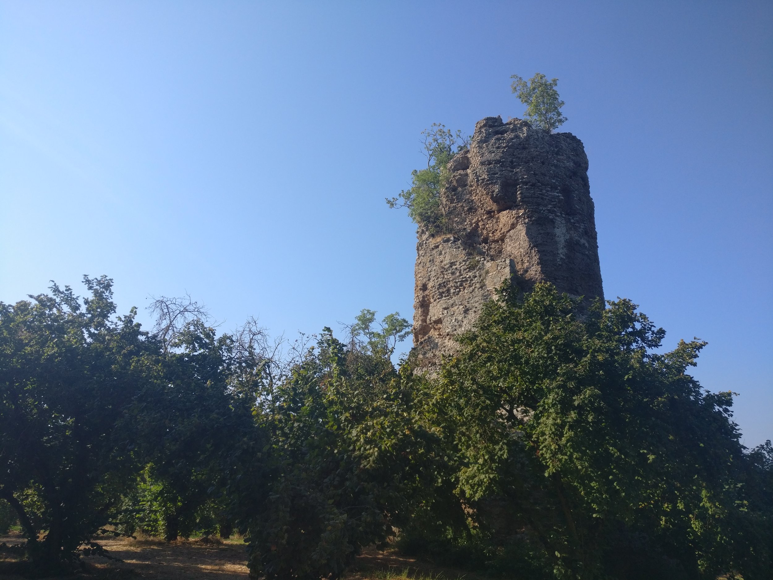  A derelict tower in a hazelnut orchard 