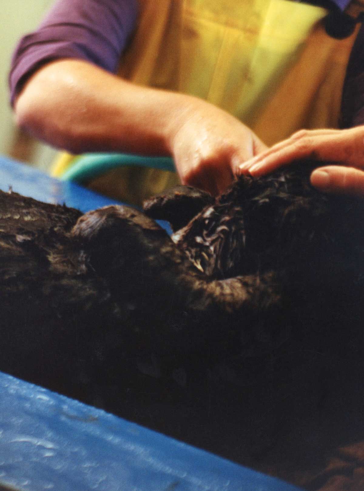 An oil-covered sea otter