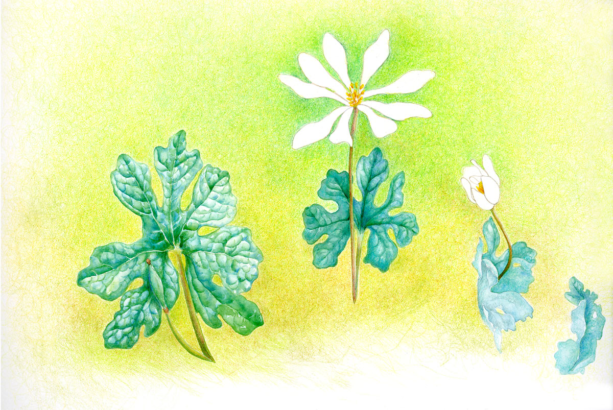 Bloodroot
