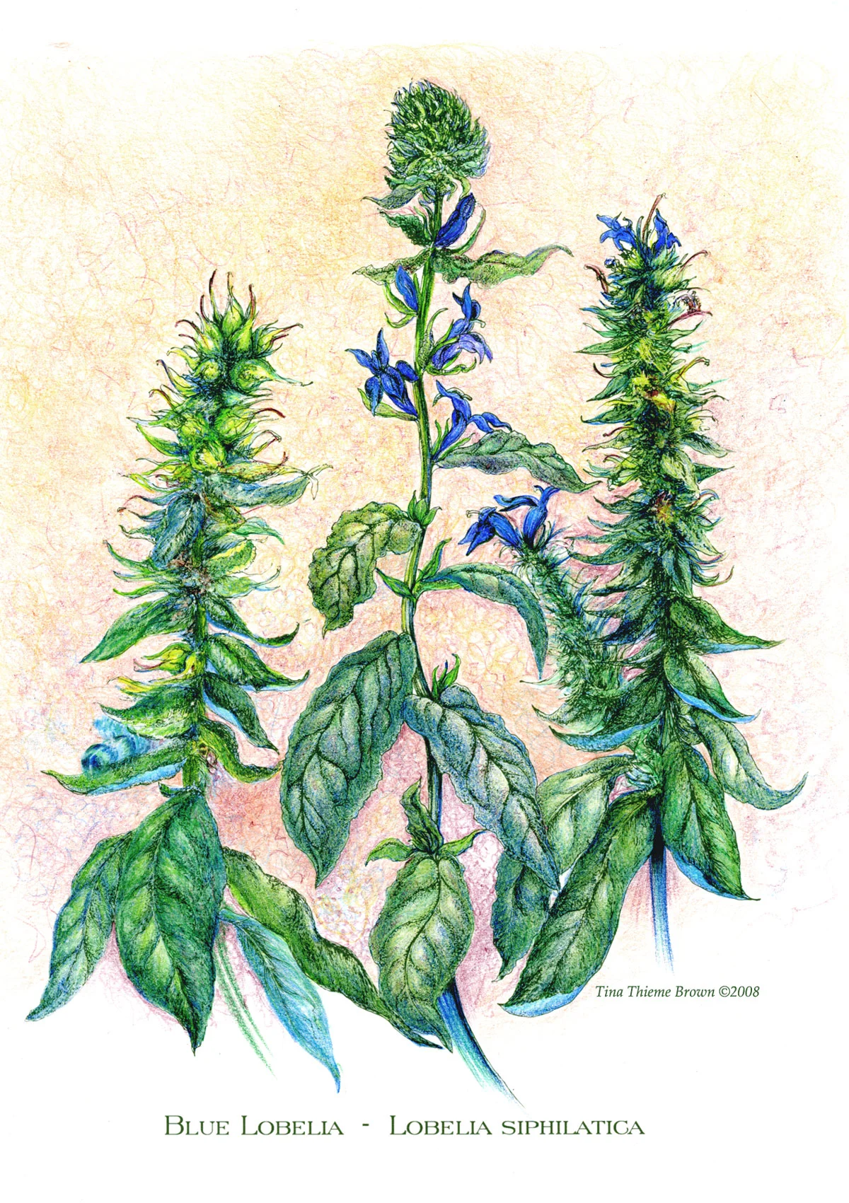 Blue Lobelia