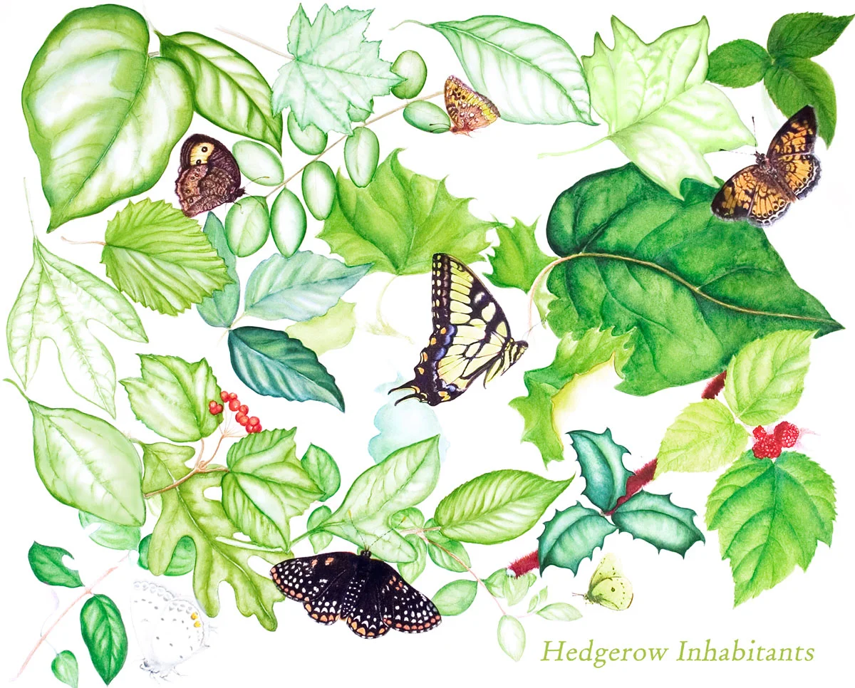 Hedgerow Inhabitants