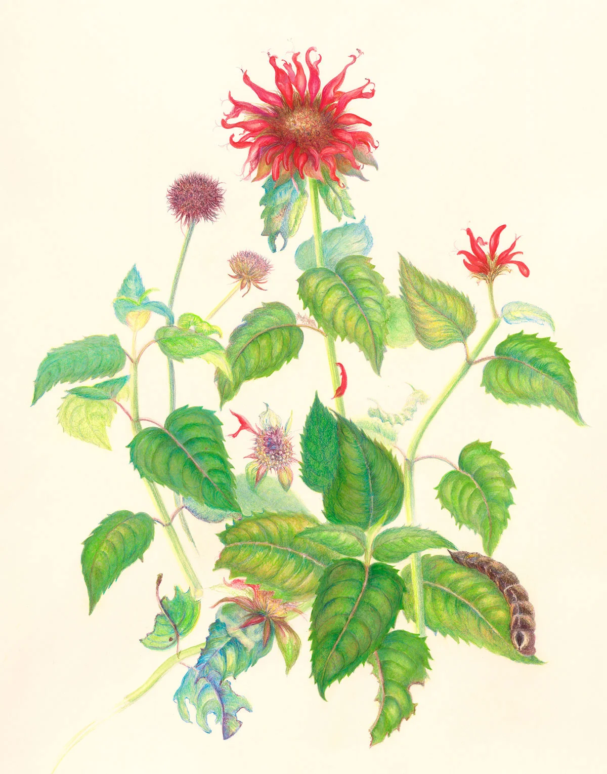 Monarda Hermit Sphinx Moth