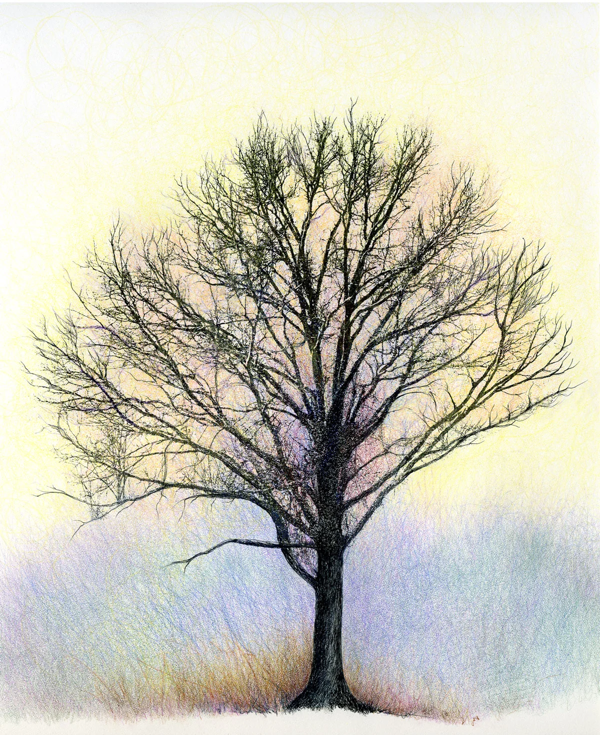 Remembrance Road Oak