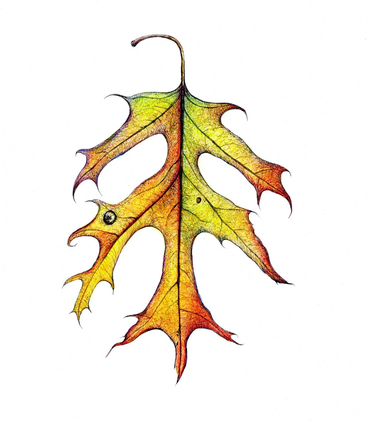 Red Oak Leaf Fall Color