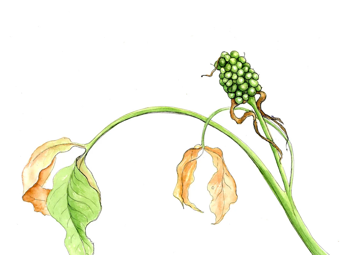 Jack In The Pulpit Early Fruit