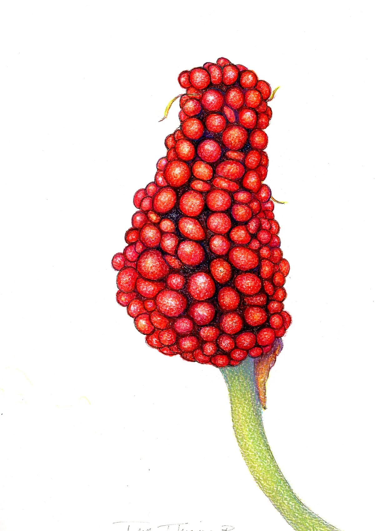Jack In The Pulpit Fruit