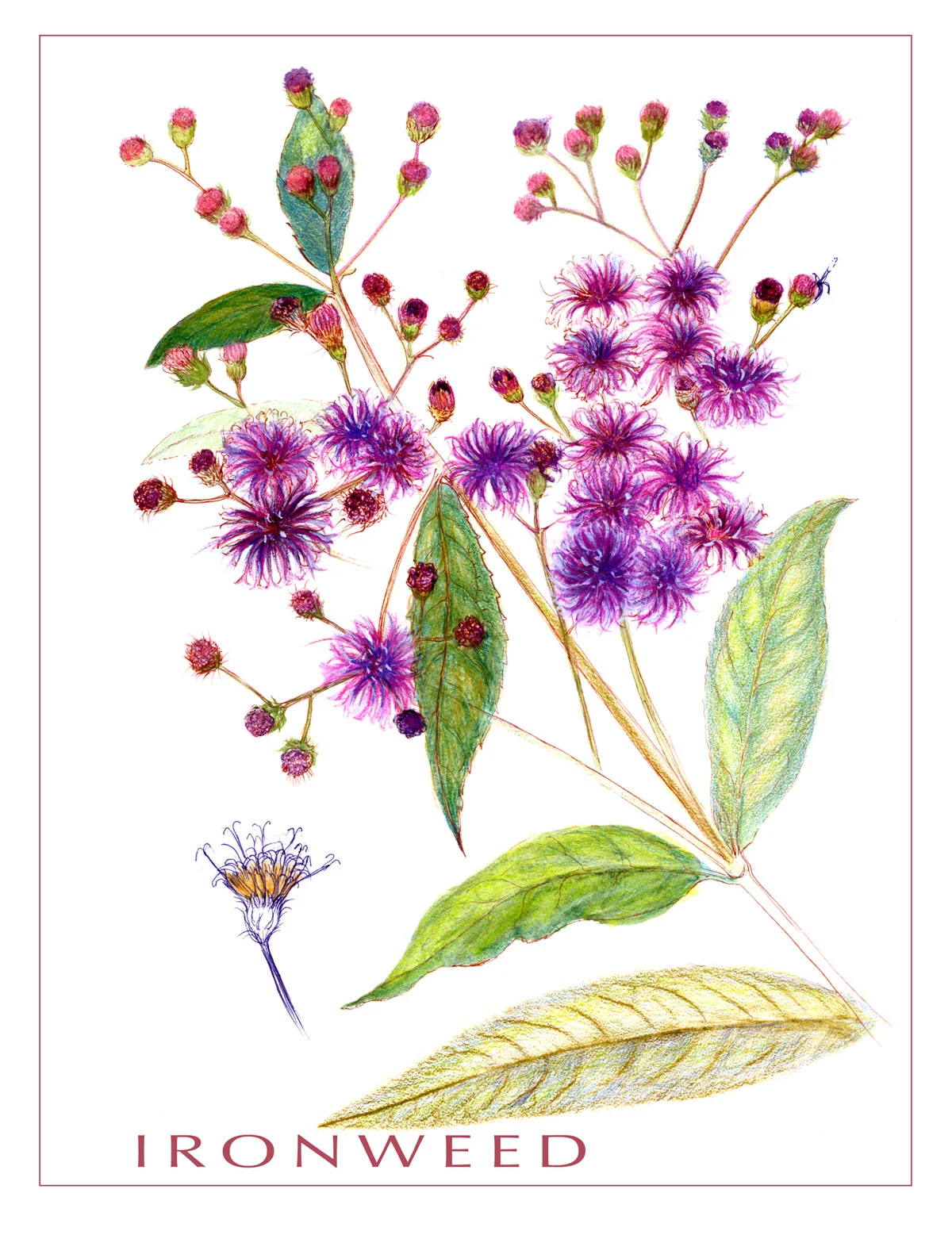 Ironweed