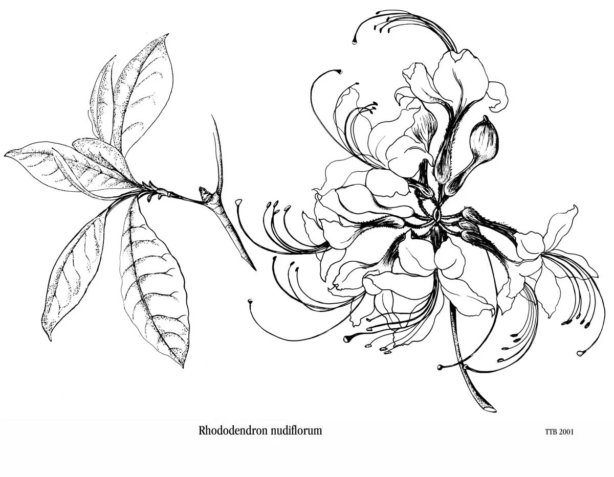 Wild Azalea