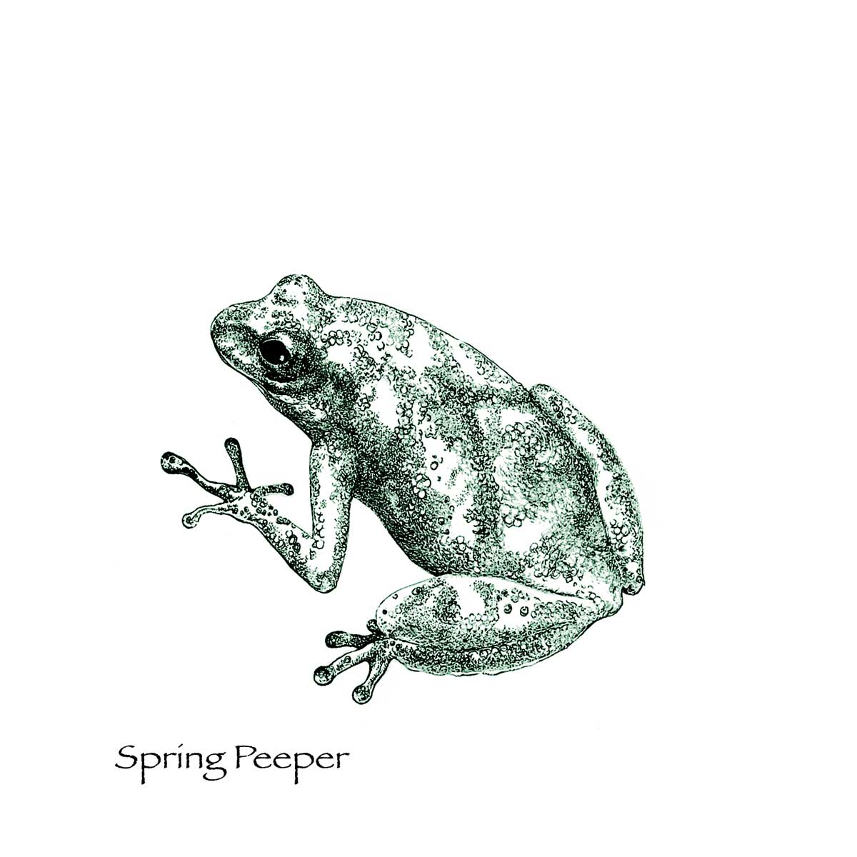 Spring Peeper
