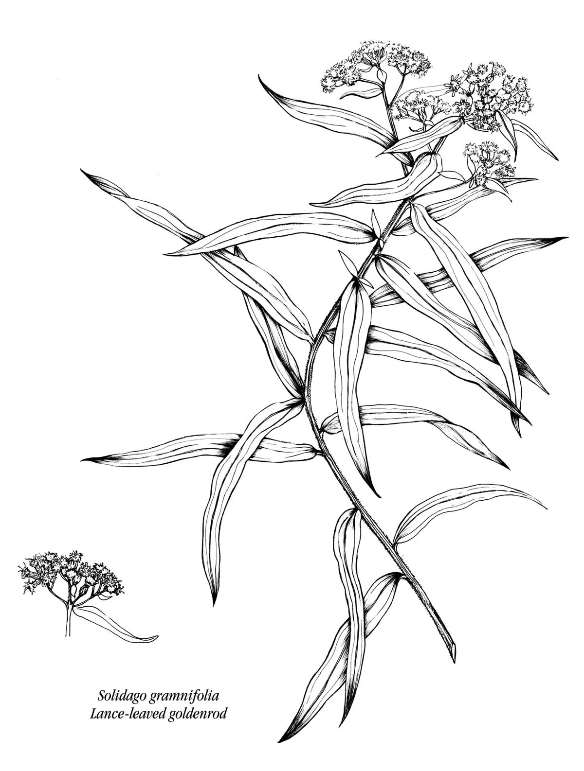 Lance-Leaved Goldenrod