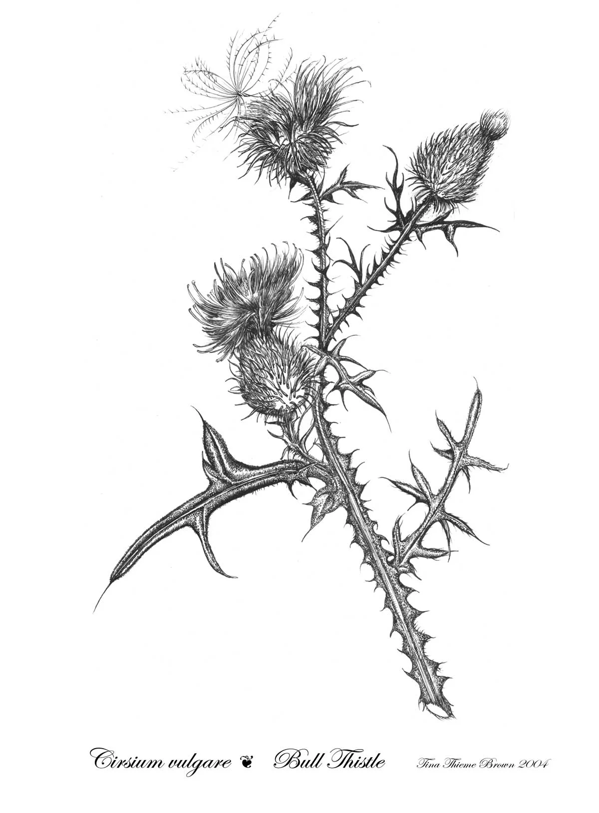 Thistle